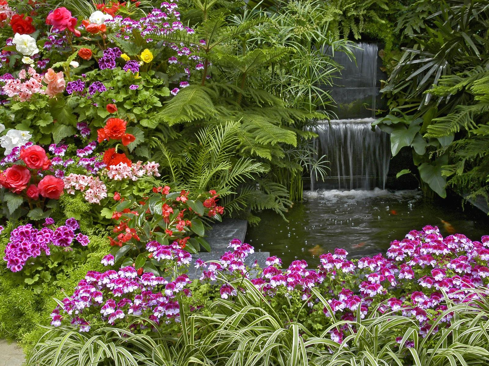 garden, geranium, man made, waterfall, begonia, fern Full HD