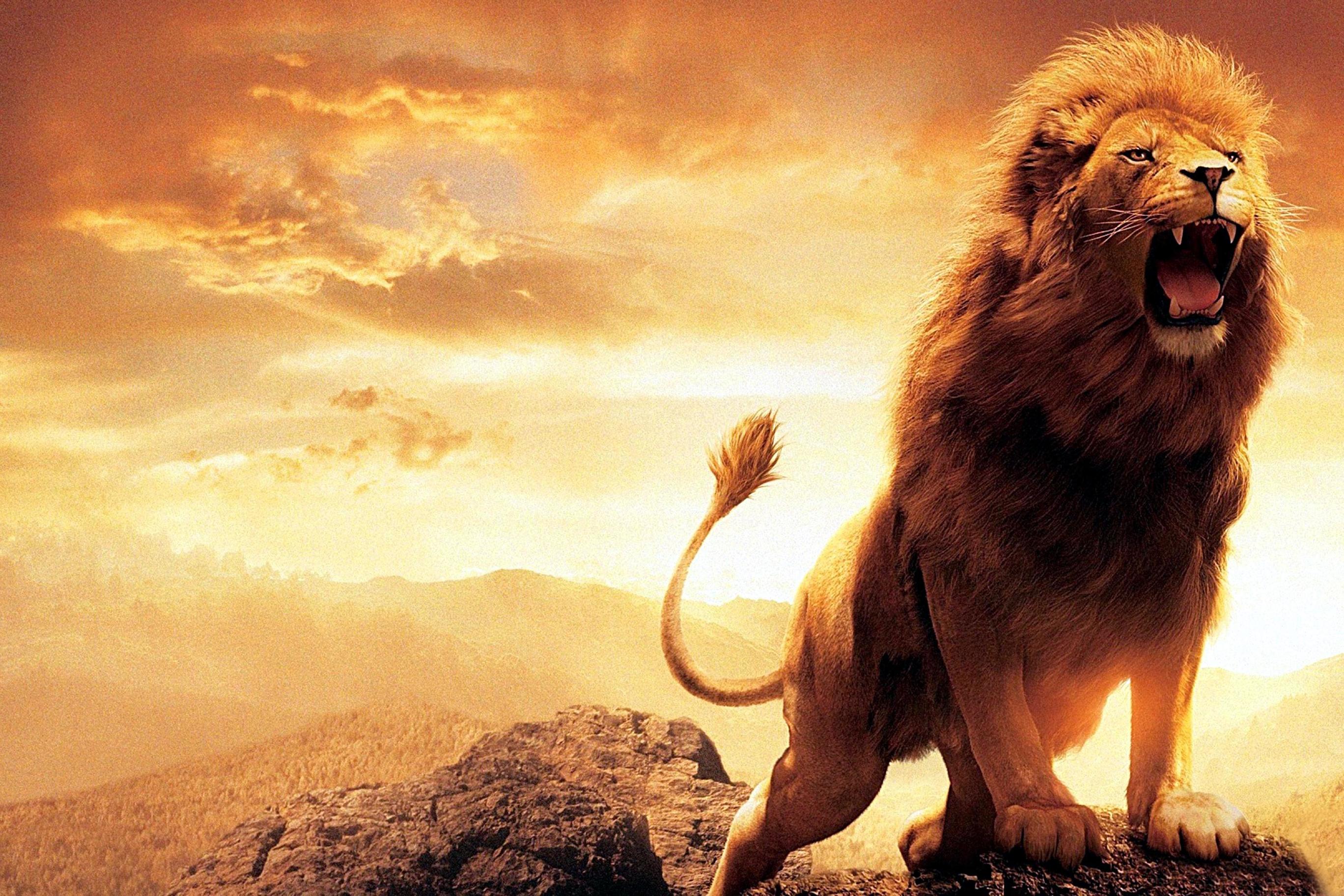 animal, lion, roar, cats