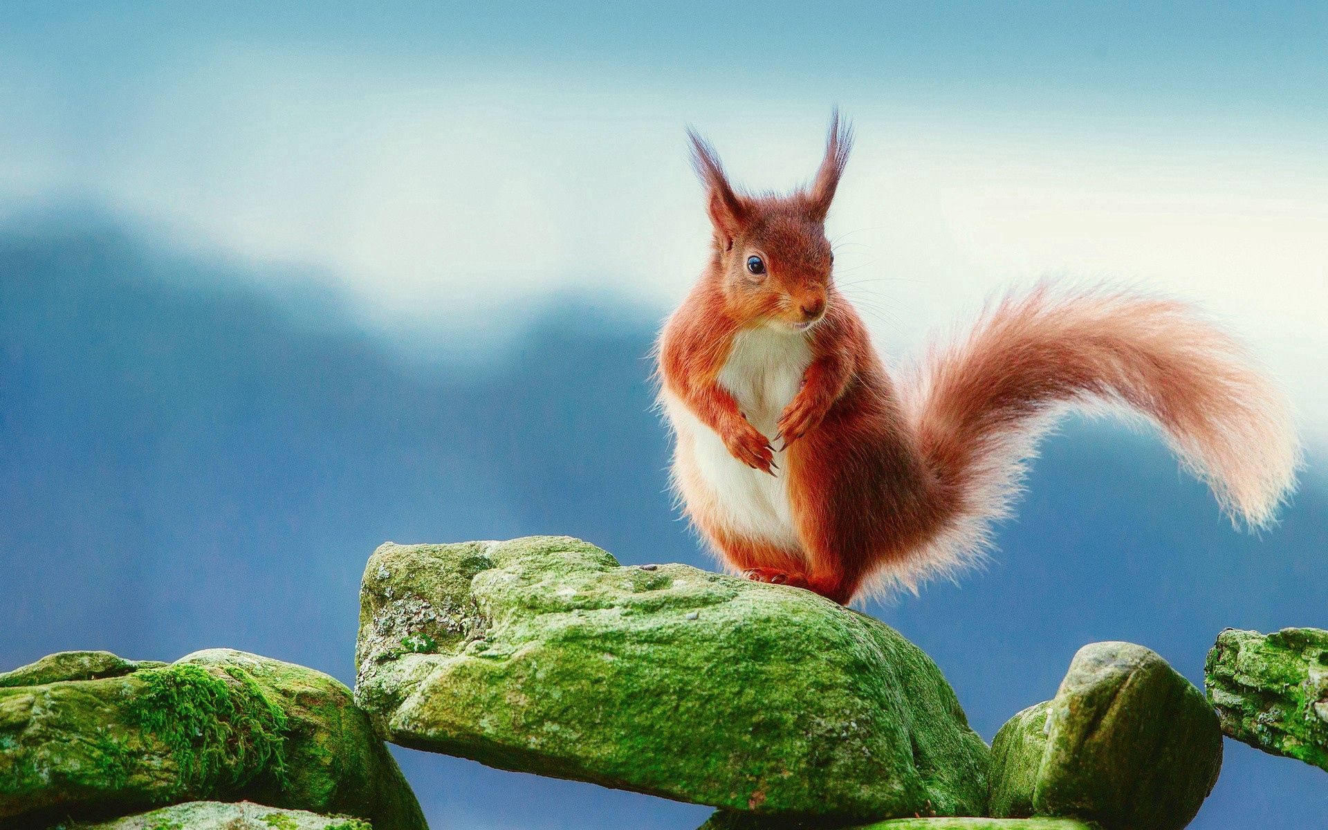 Laden Sie das Eichhörnchen, Stones, Moos, Moss, Tiere-Bild kostenlos auf Ihren PC-Desktop herunter