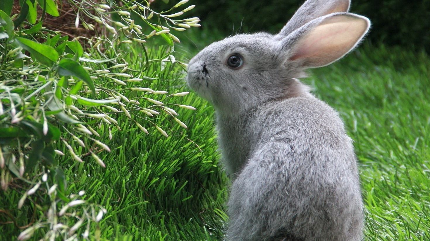 Красивые картинки кроликов