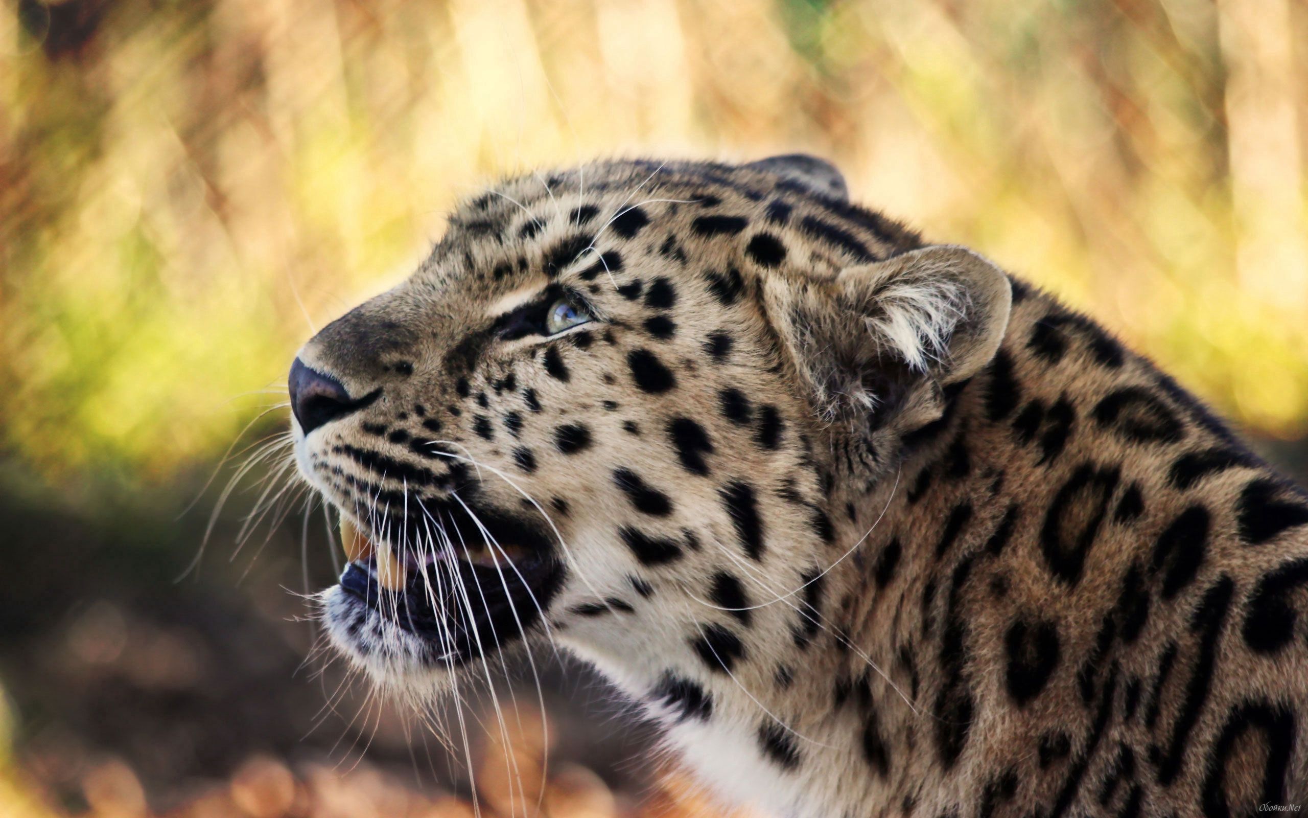 Handy-Wallpaper Leopard, Schnauze, Gefleckt, Fleckig, Schnurrbart, Tiere kostenlos herunterladen.