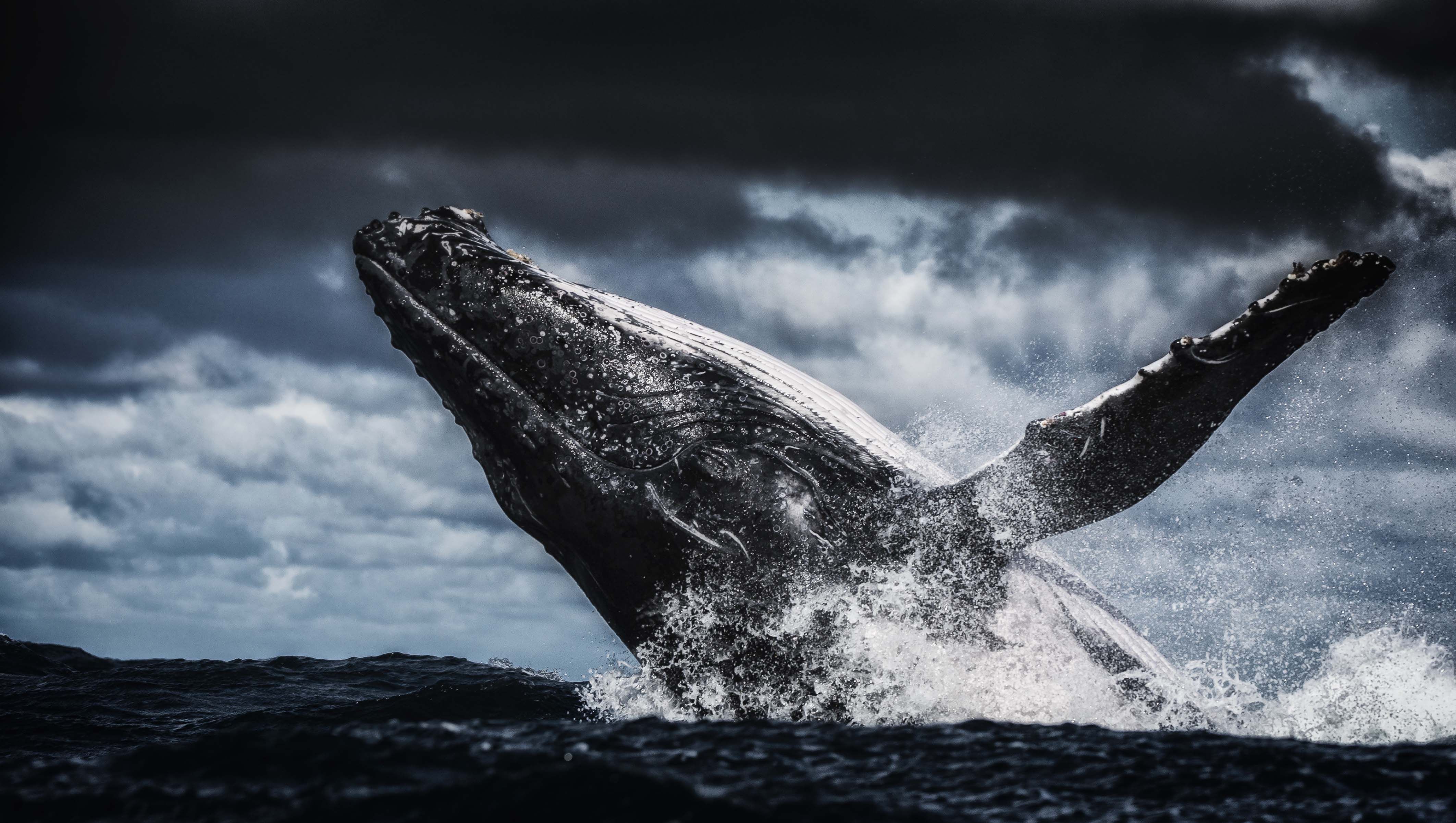animal, humpback whale, breaching, whale 4K, Ultra HD