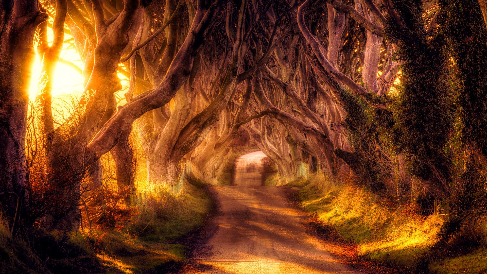 tunnel, man made, road, canopy, hdr, sunbeam, tree, tree lined