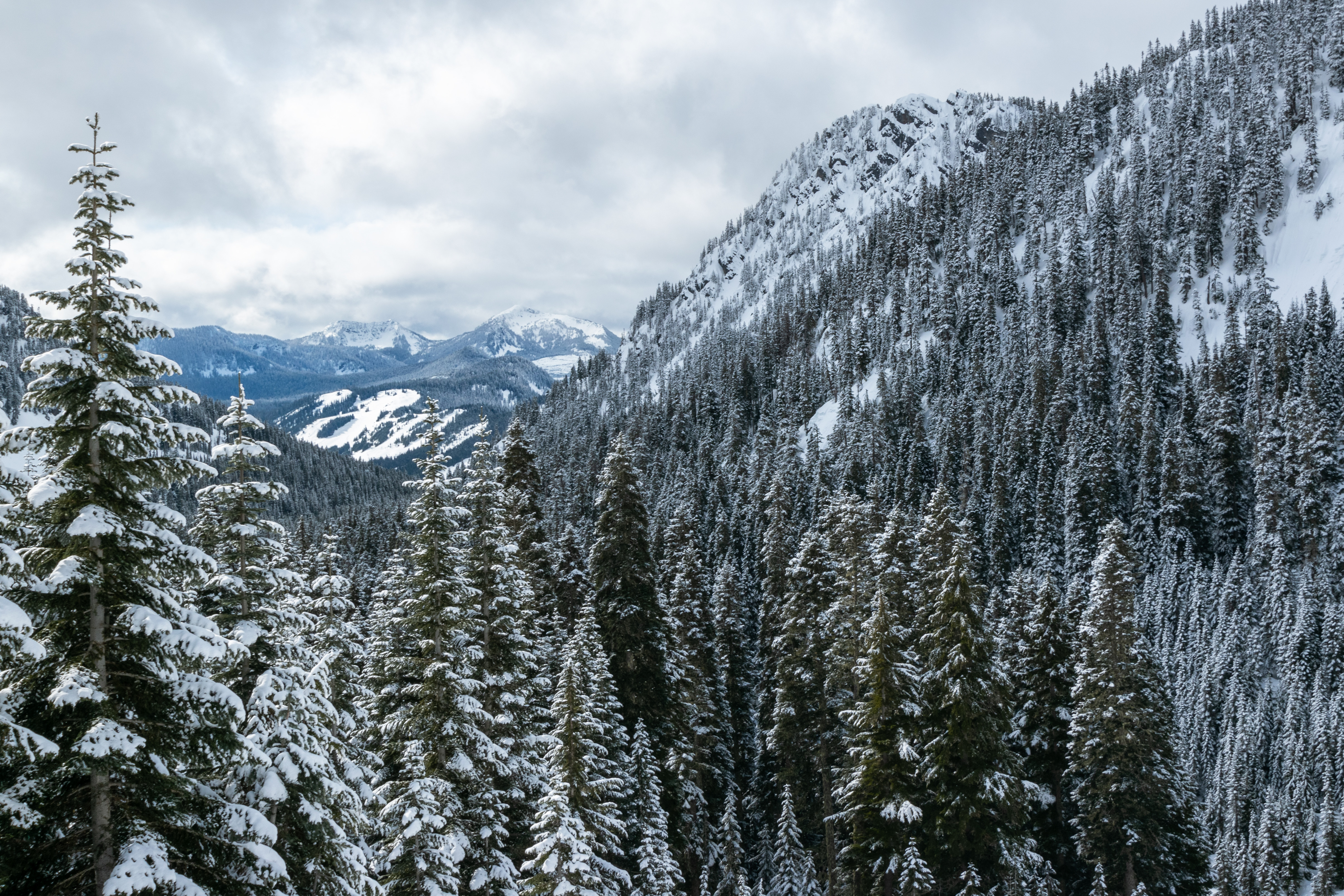 76417 скачать картинку снег, природа, деревья, горы, лес, снежный - обои и заставки бесплатно