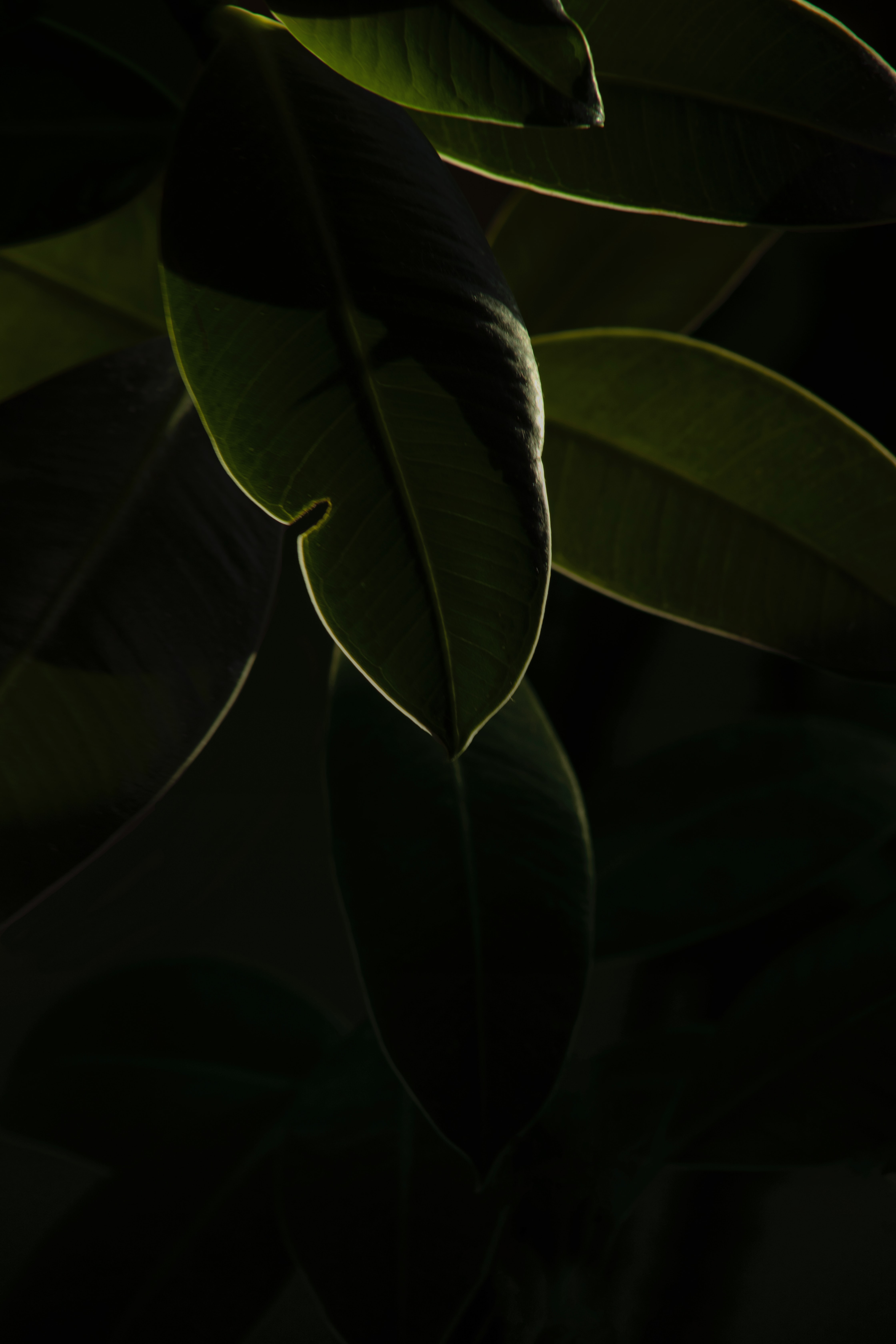Full HD Wallpaper leaves, green, plant, macro, dark