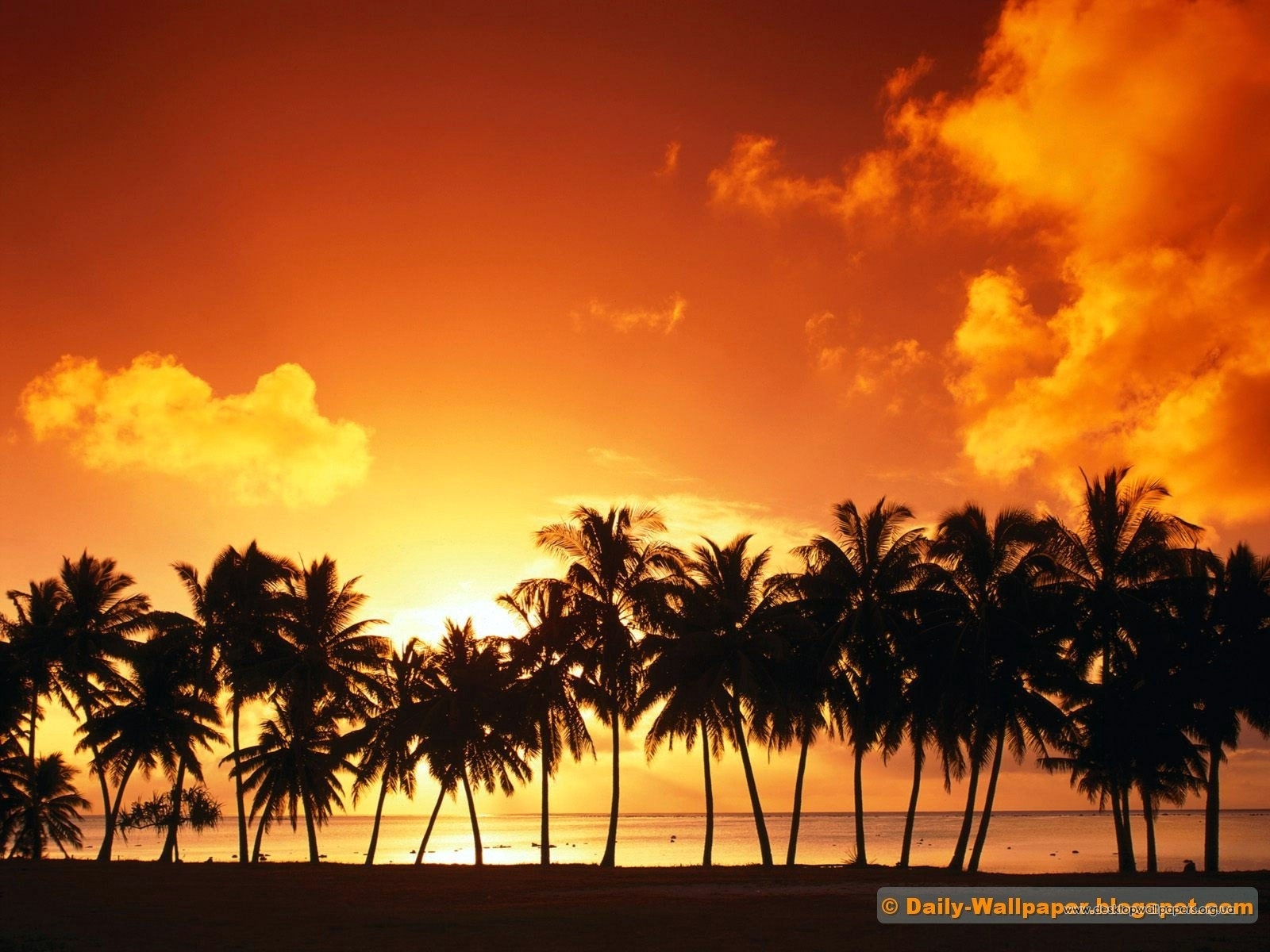 Free download wallpaper Landscape, Trees, Sunset, Sky, Palms on your PC desktop