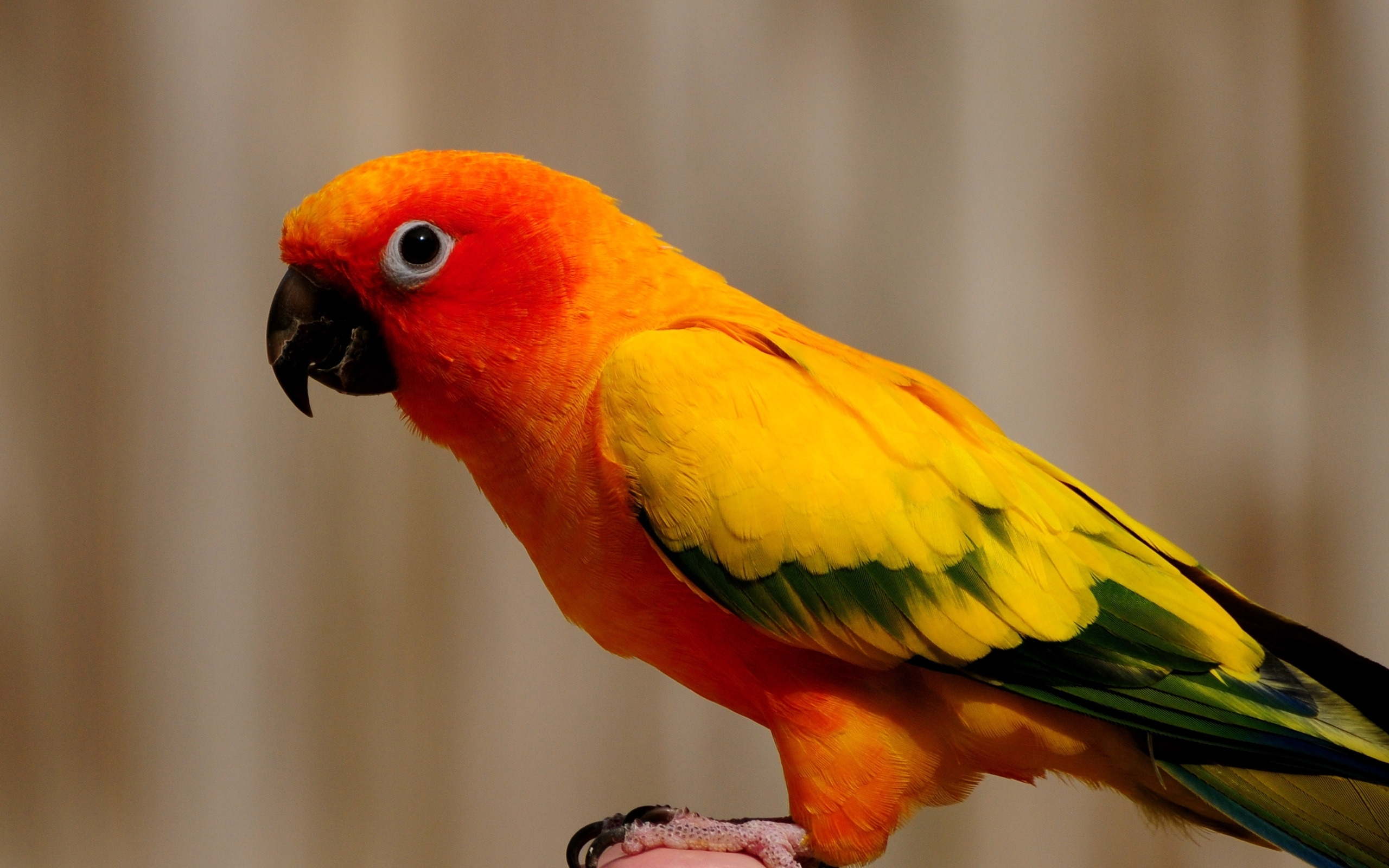 31997 télécharger l'image oiseaux, animaux, perroquets, orange - fonds d'écran et économiseurs d'écran gratuits