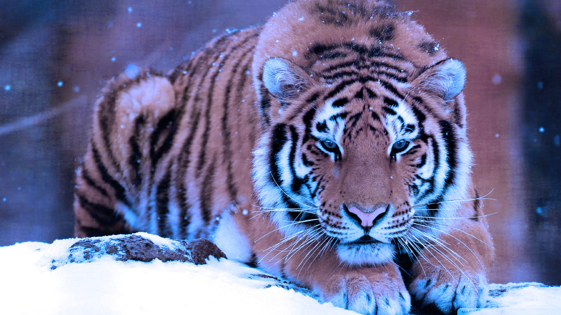 Уссурийский тигр обои