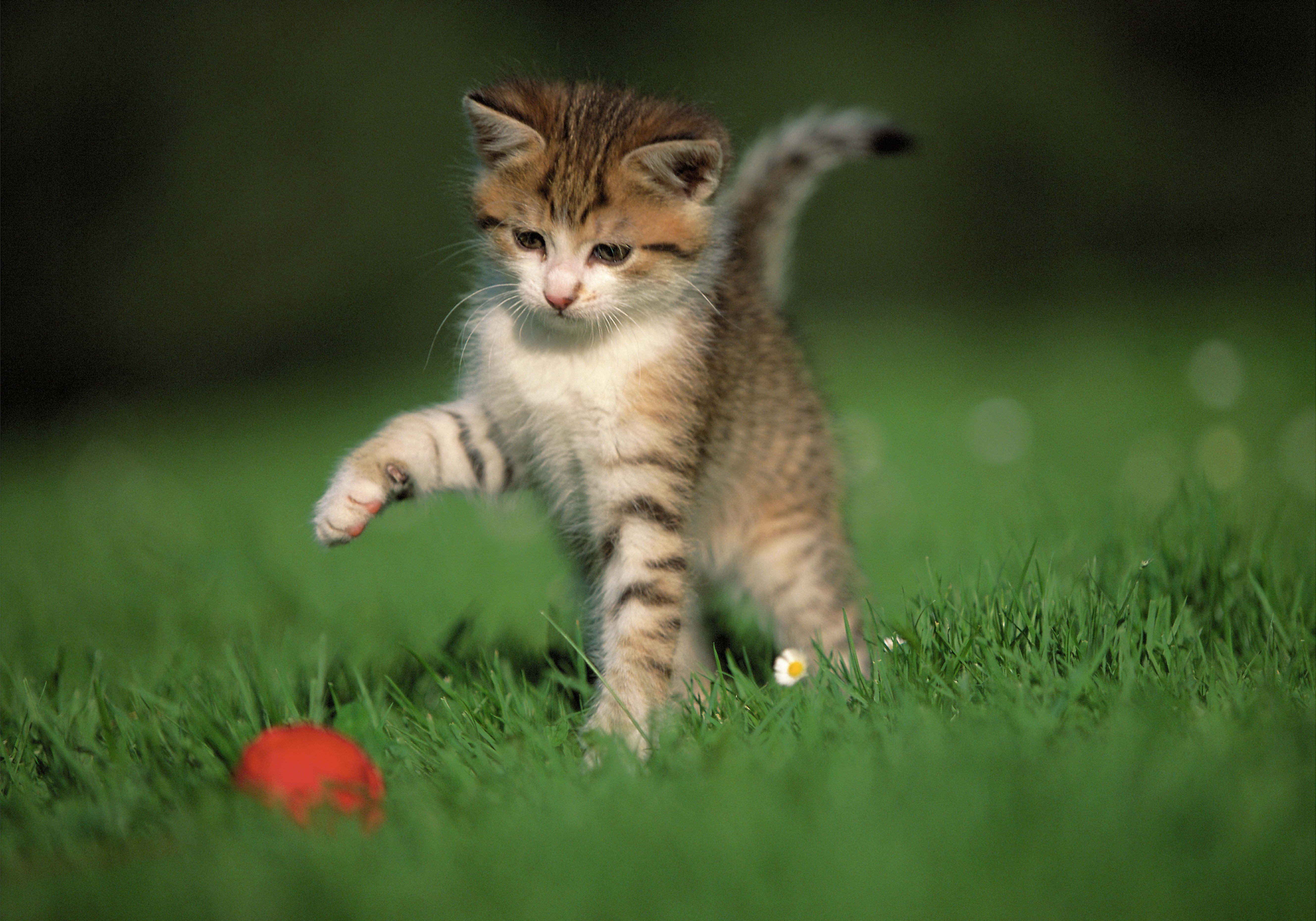 101107 скачать картинку трава, животные, котёнок, игра, мяч - обои и заставки бесплатно
