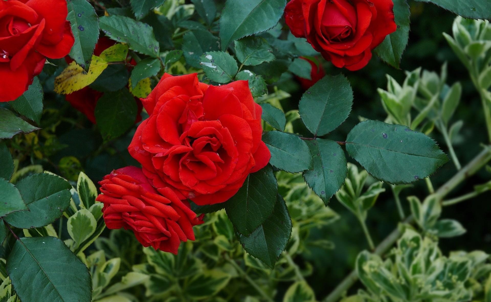 136664 Hintergrundbild herunterladen blumen, roses, bush, rot, busch, grüne, grünen, garten - Bildschirmschoner und Bilder kostenlos