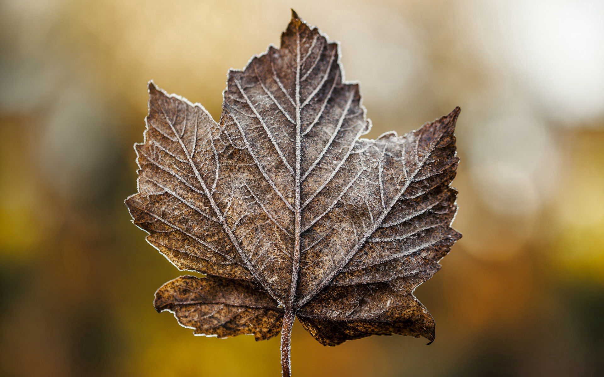 android maple, macro, sheet, leaf, frost, hoarfrost, dry