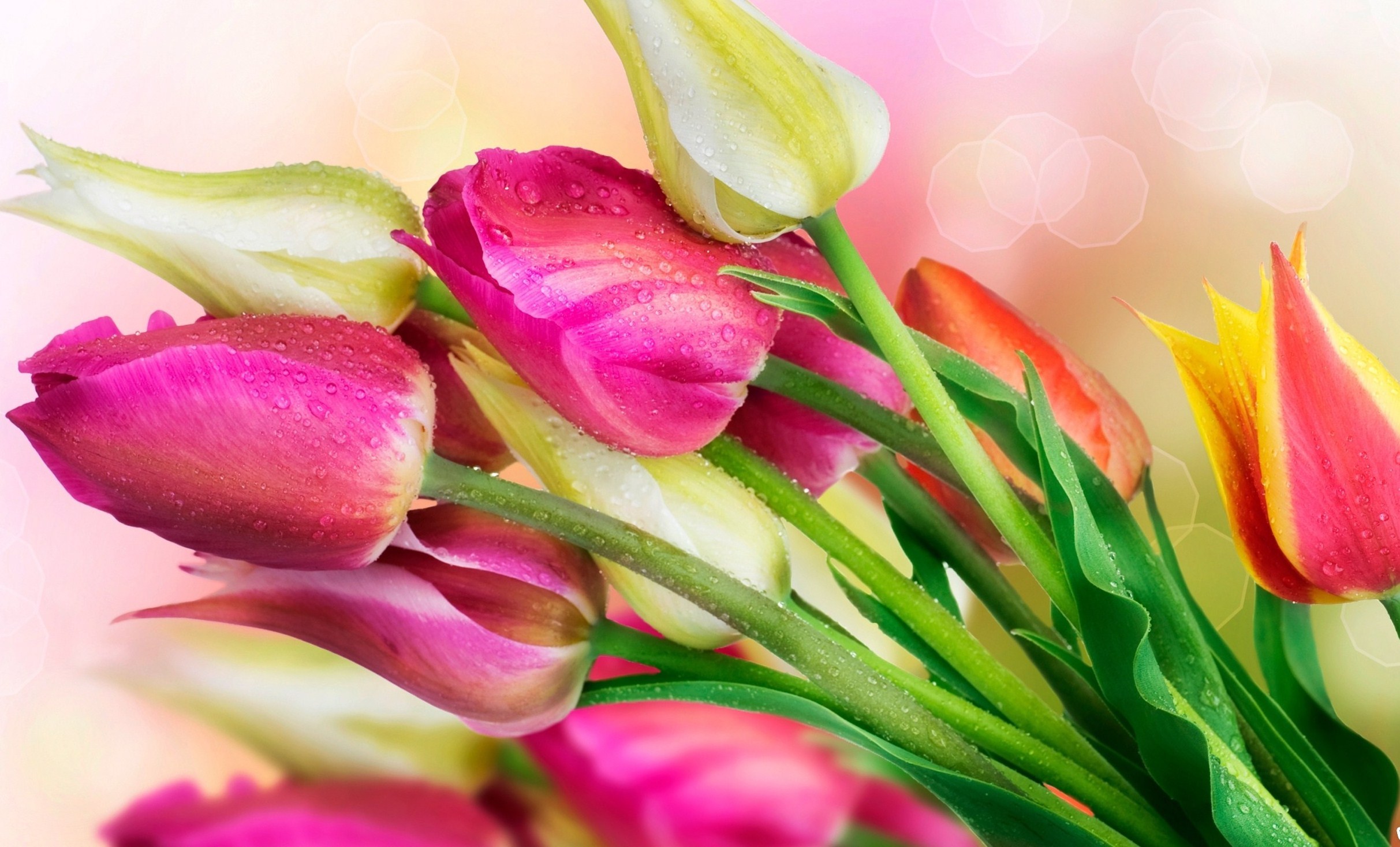 Laden Sie das Blumen, Bouquets, Drops, Pflanzen, Tulpen-Bild kostenlos auf Ihren PC-Desktop herunter