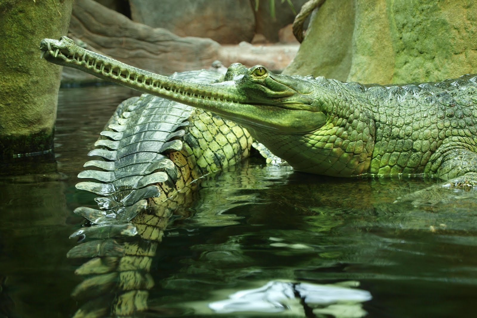133047 скачать картинку крокодил, рептилия, животные, плавать, гавиалы - обои и заставки бесплатно