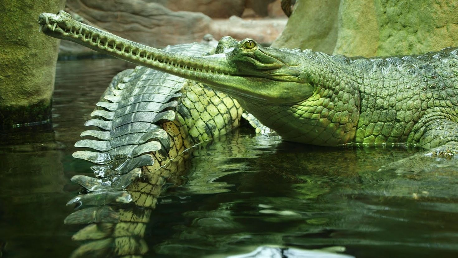 Изображение пресмыкающихся. Крокодил Аллигатор гавиал. Гангский гавиал крокодилы. Крокодил Аллигатор Кайман гавиал. Пресмыкающиеся Аллигатор.
