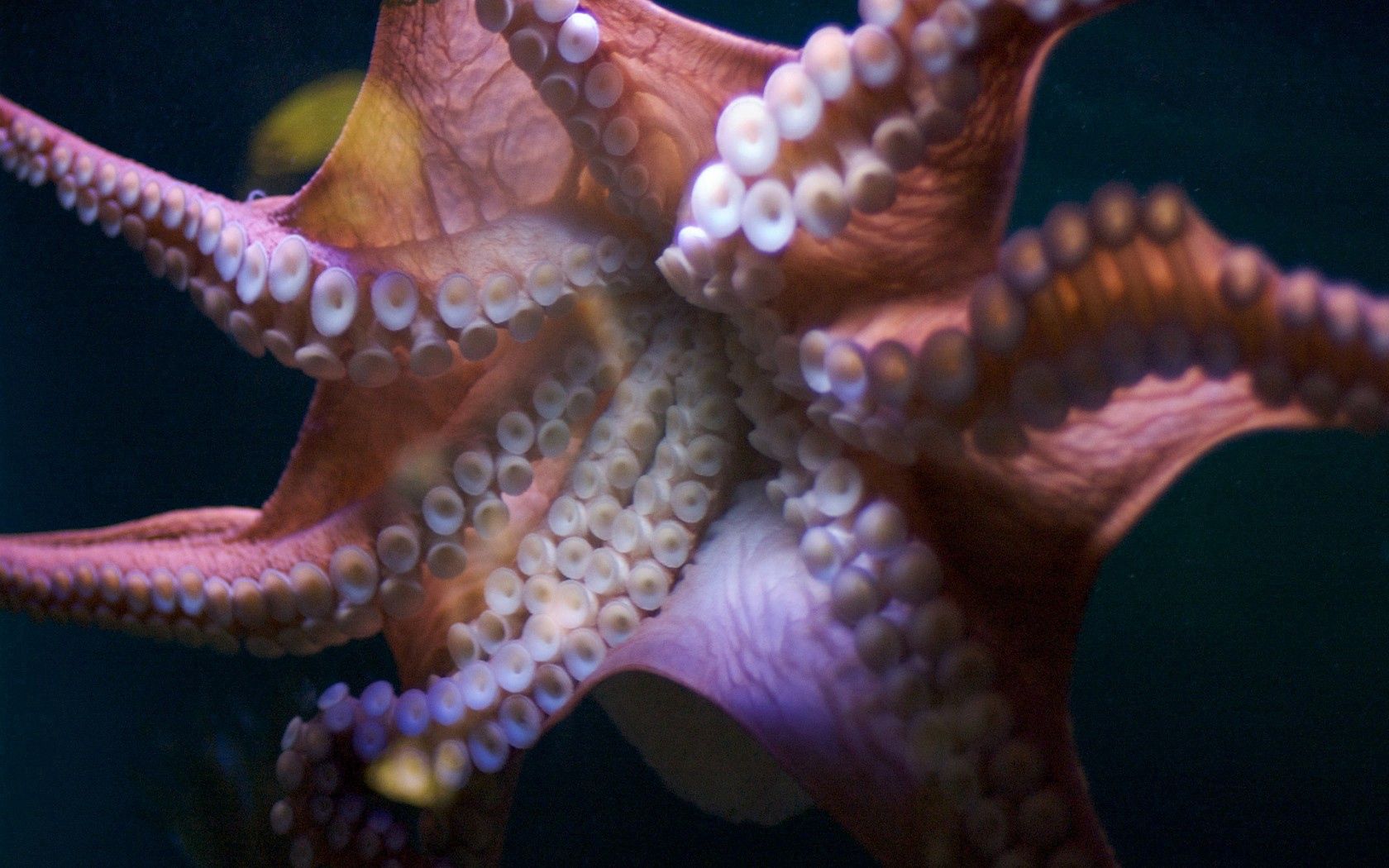 107818 télécharger l'image pieuvre, macro, tentacules, poulpe, ventouses - fonds d'écran et économiseurs d'écran gratuits