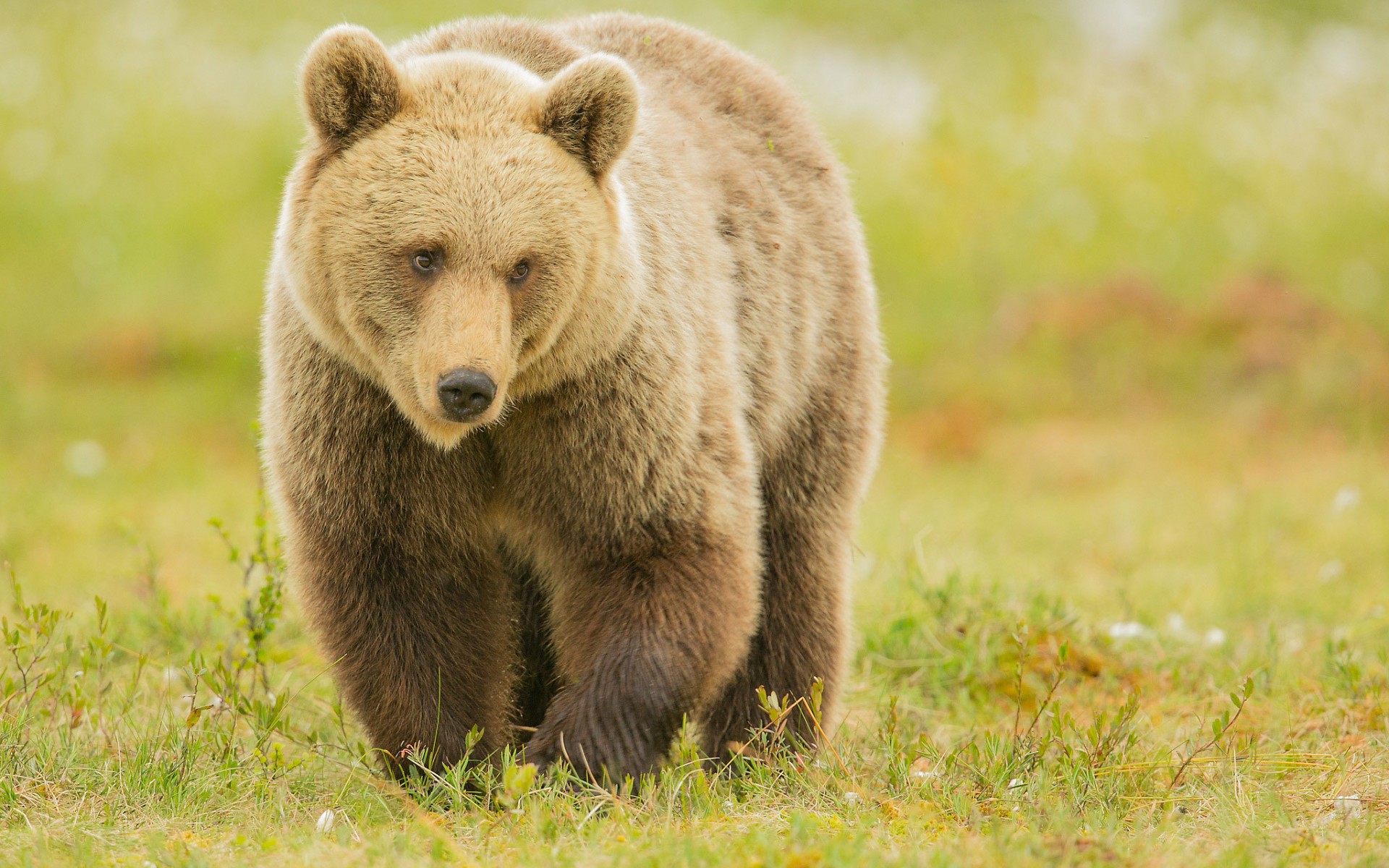 Звери про медведь. Европейский бурый медведь. Аляскинский бурый медведь. Бурый медведь медведь. Красивый медведь.