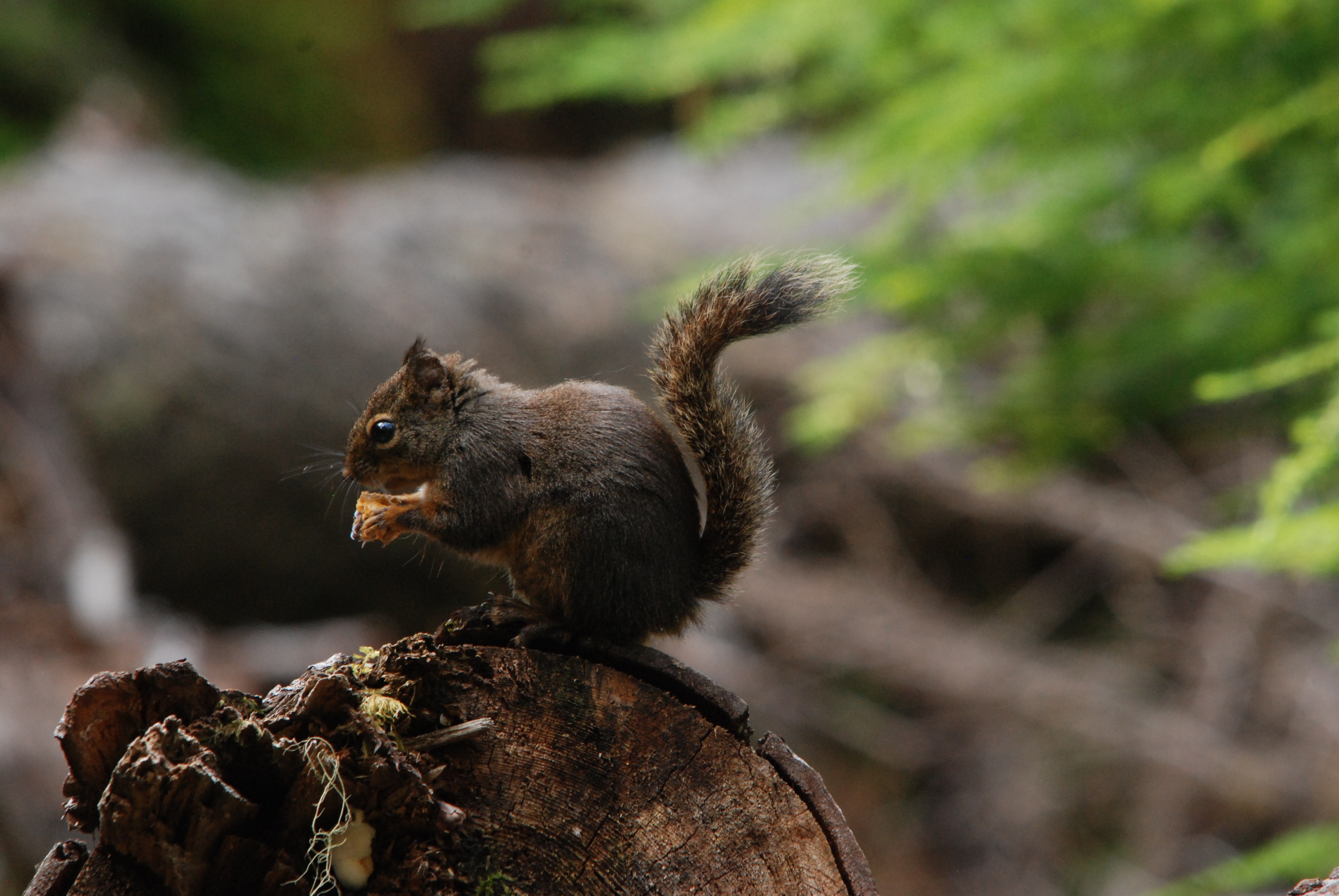 Free download wallpaper Animals, Fluffy, Tail, Food, Squirrel on your PC desktop