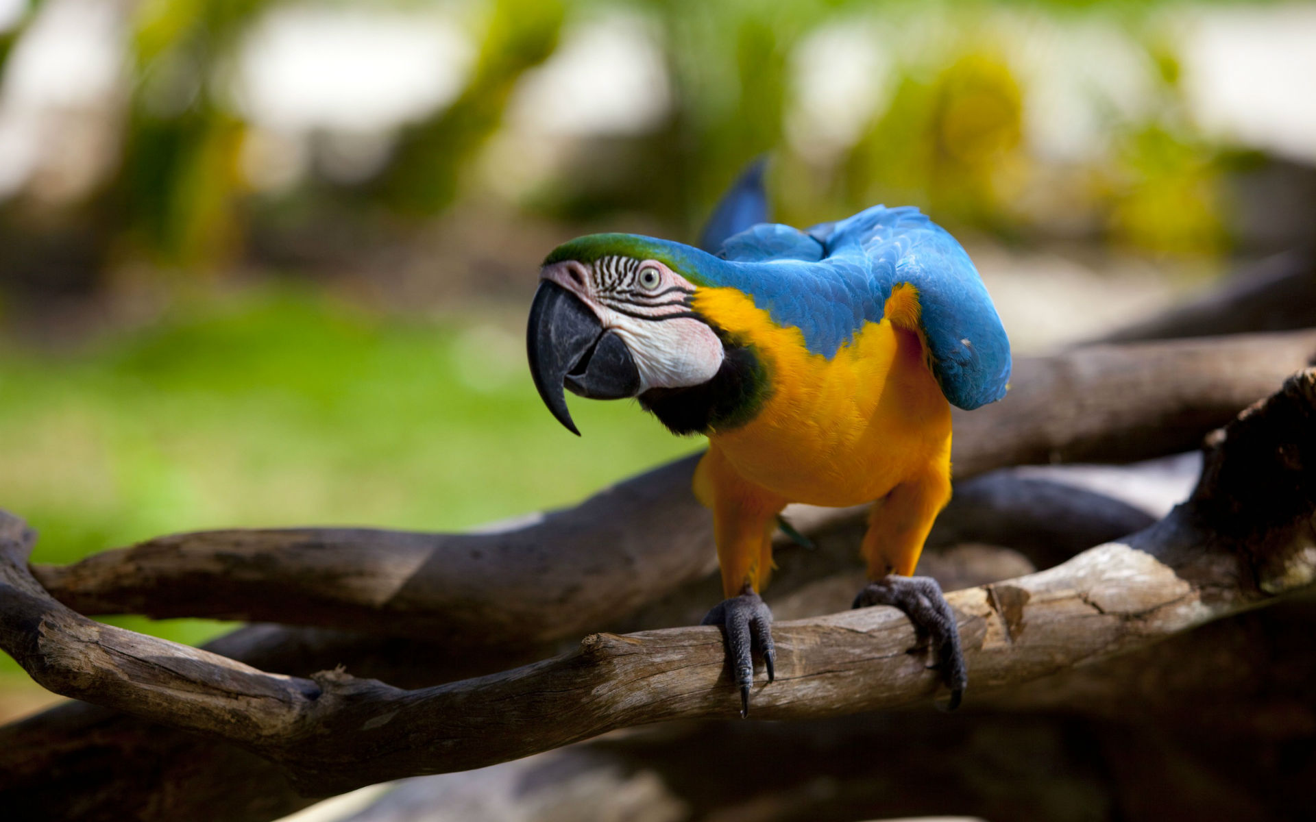 animal, blue and yellow macaw, birds iphone wallpaper