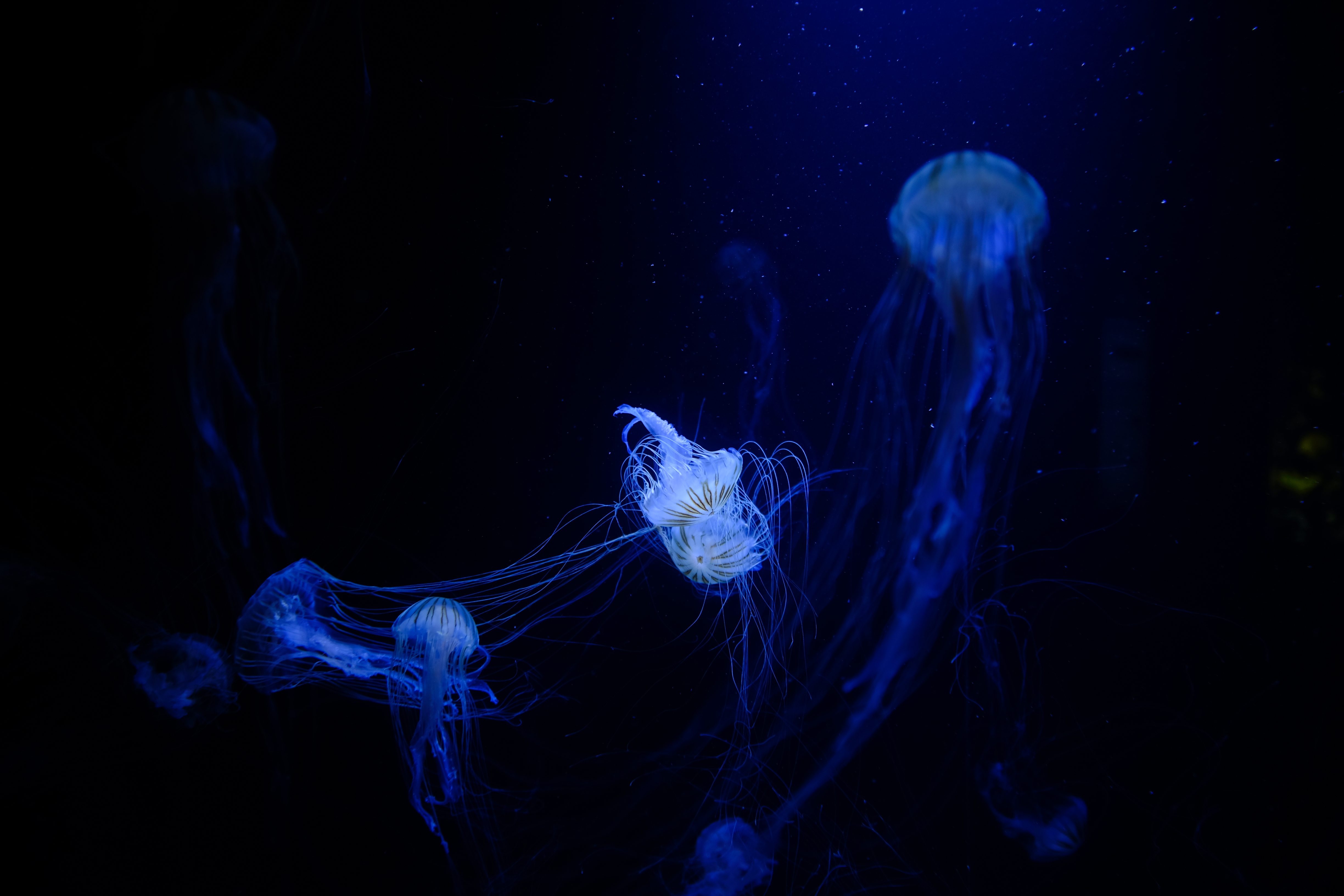 132580 скачать обои медузы, щупальцы, животные, сплетение, подводный мир - заставки и картинки бесплатно