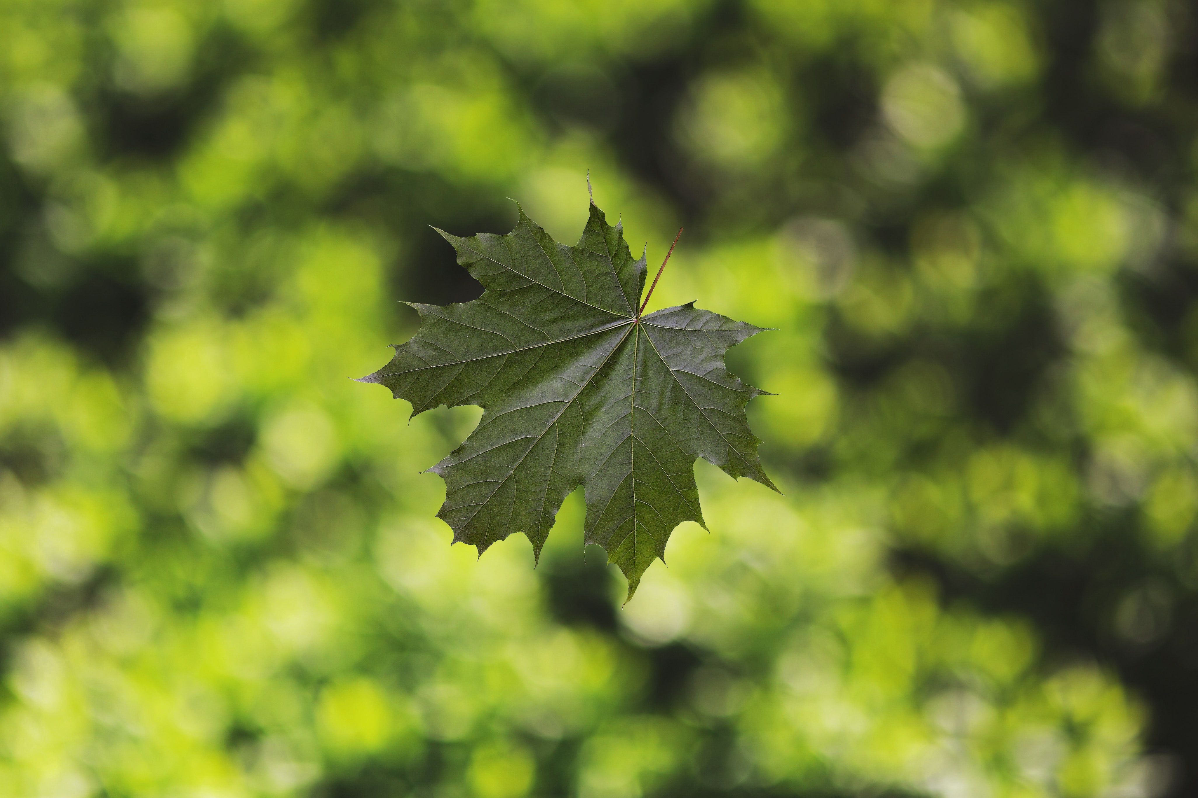 Download mobile wallpaper Smooth, Macro, Leaf, Sheet, Glare, Maple, Blur for free.