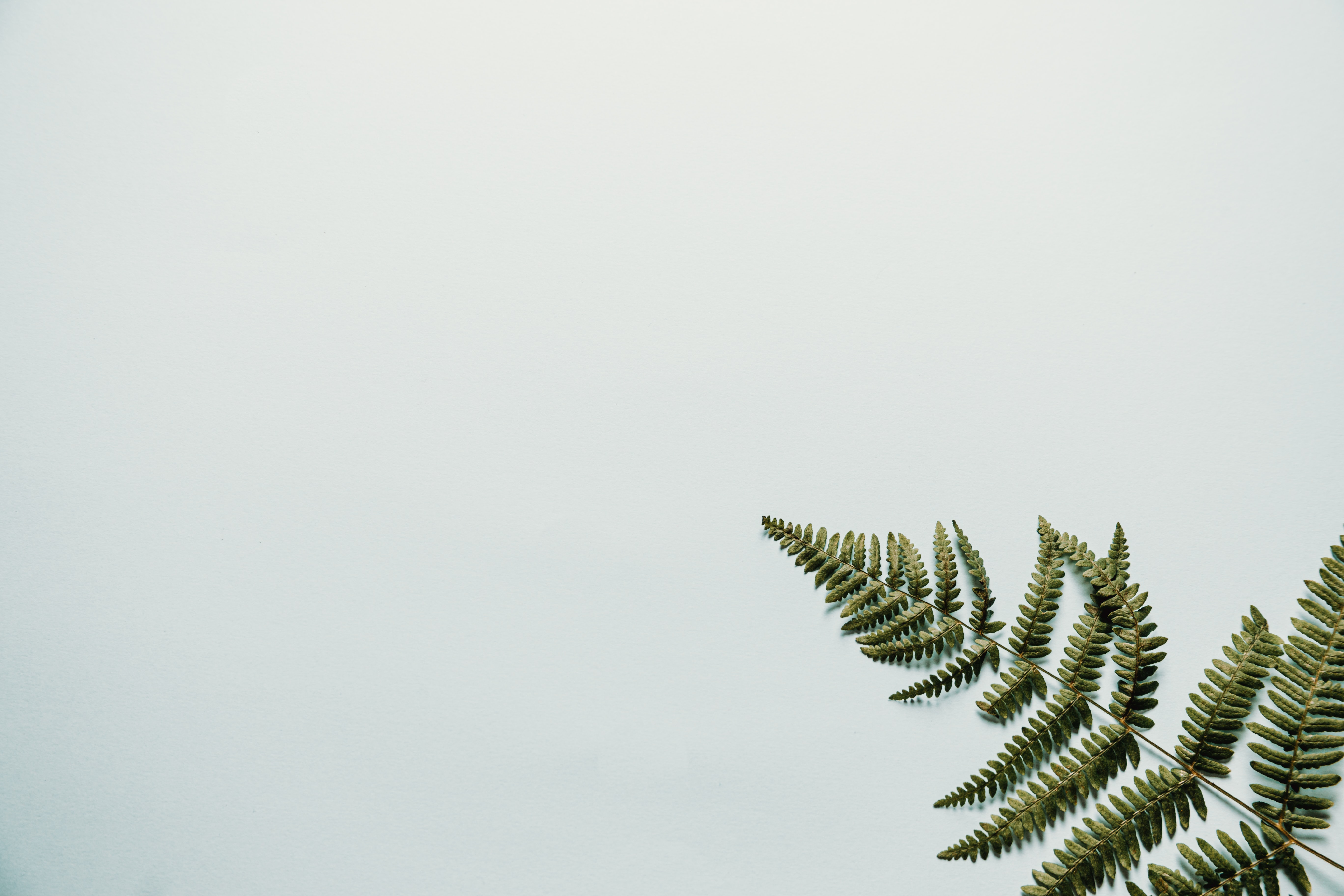 minimalism, leaves, white, fern, branch HD wallpaper
