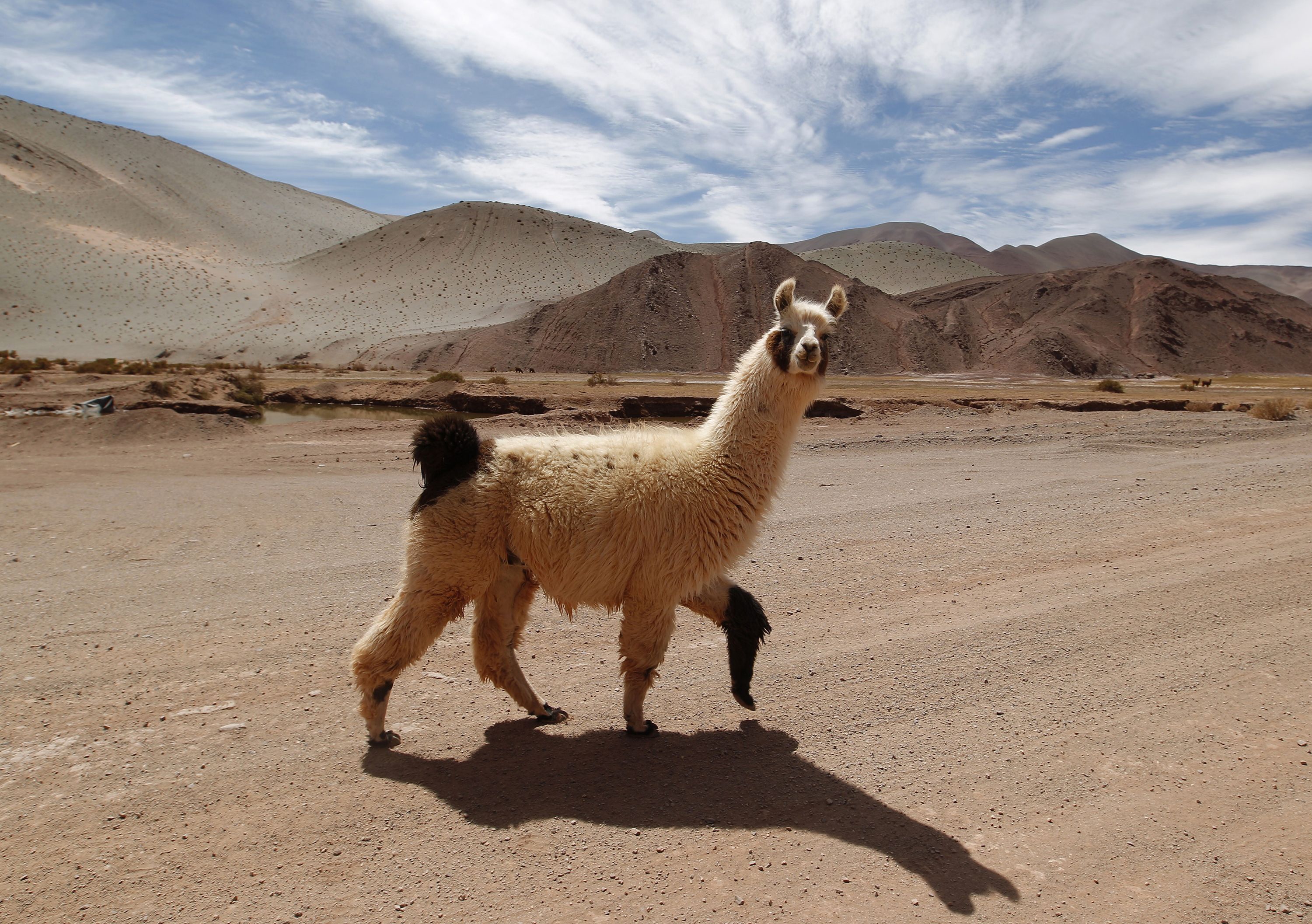 llama, animal Free Stock Photo