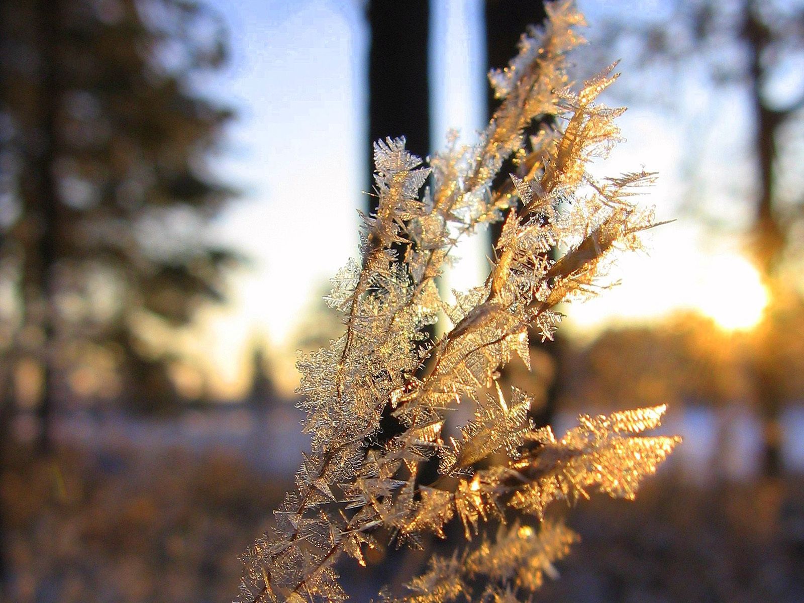 nature, ice, branch, frost, crystals