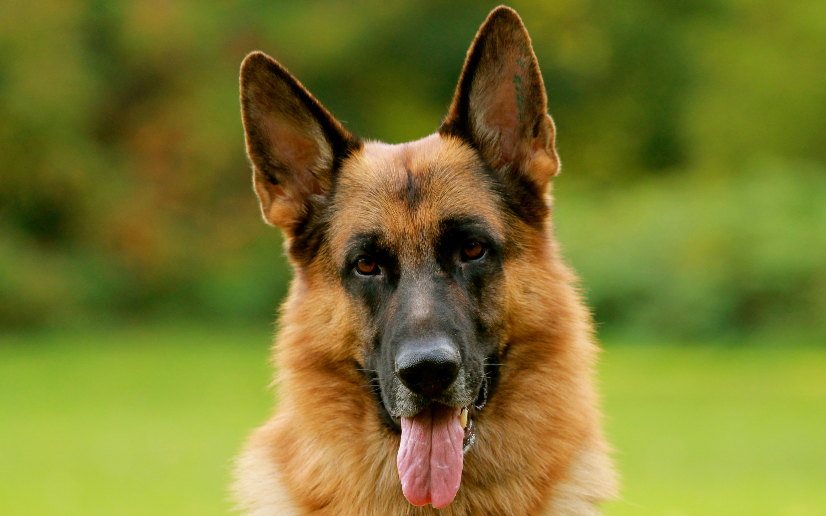 318691 descargar imagen animales, pastor alemán, perros: fondos de pantalla y protectores de pantalla gratis