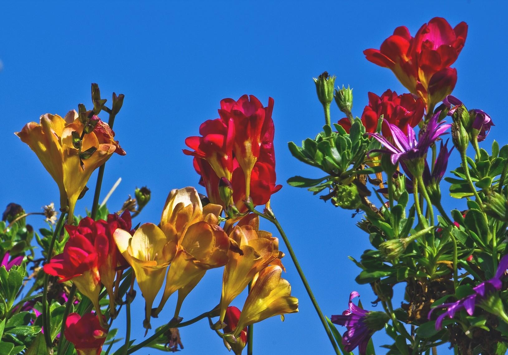 bright, flowers, sky, flower bed, flowerbed, different, freesia HD wallpaper