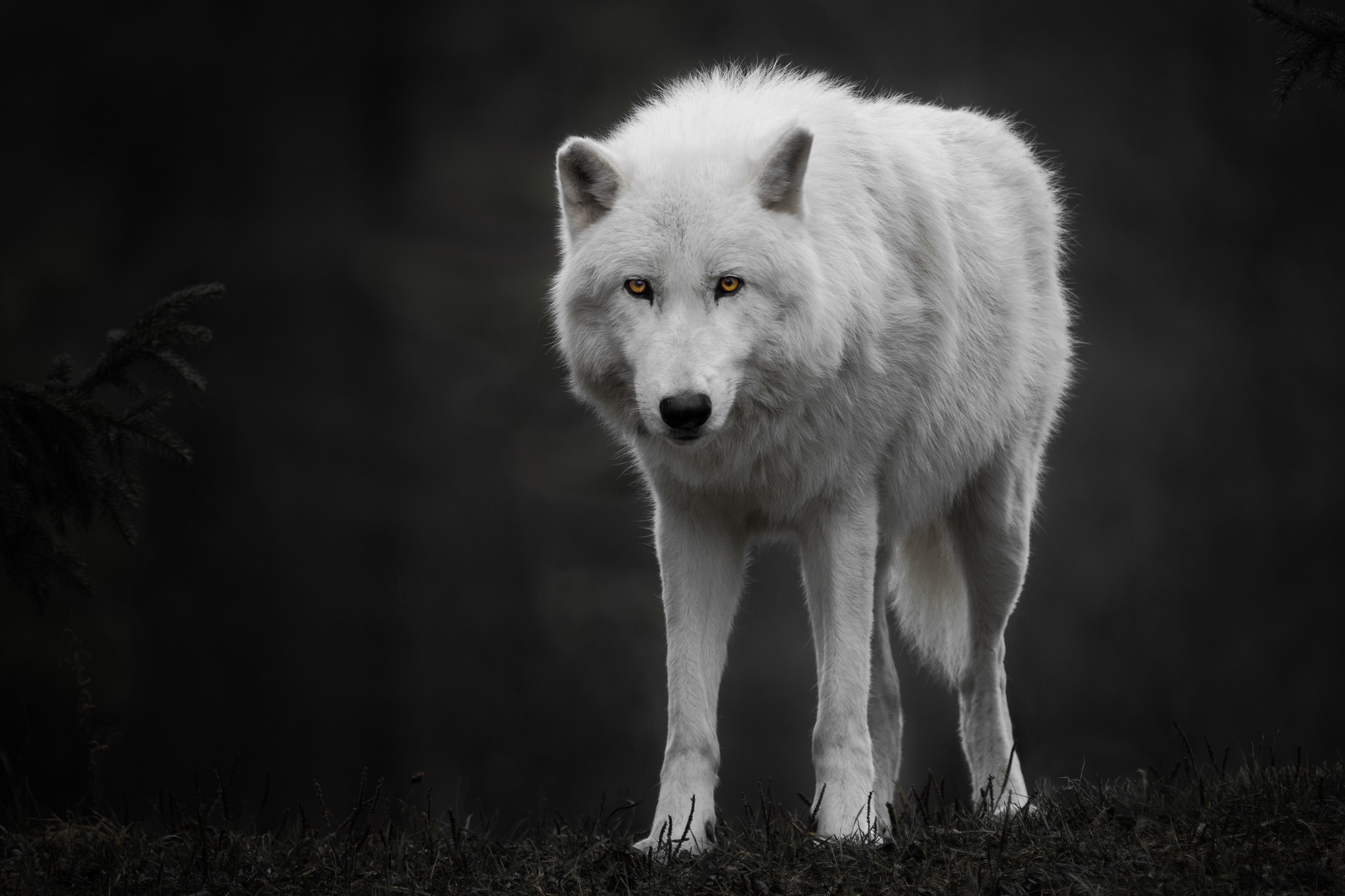 Полярный волк злой