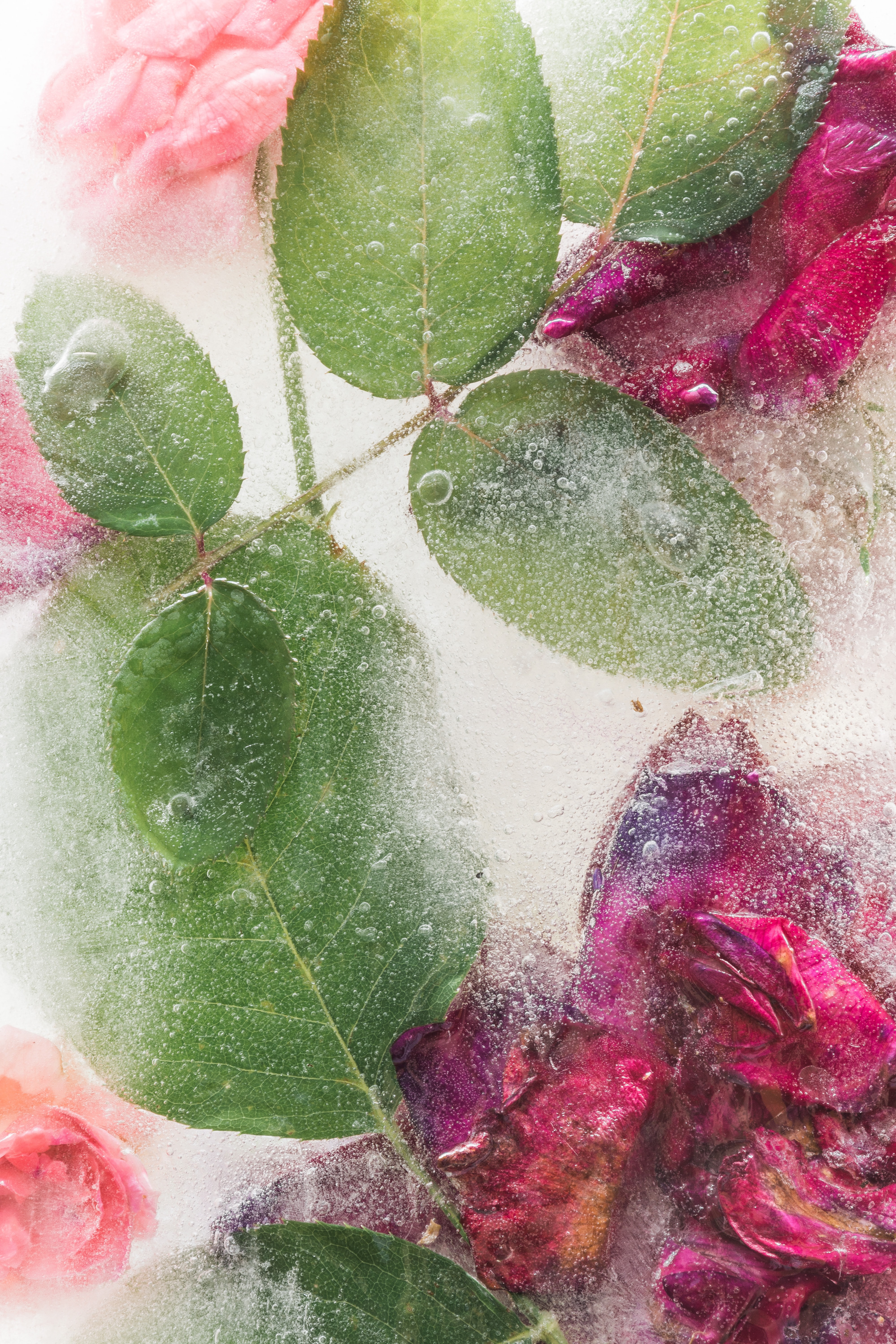 73208 скачать картинку лед, розы, цветы, листья, замороженный - обои и заставки бесплатно