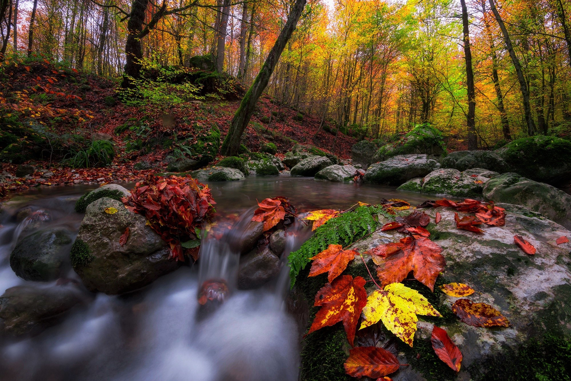 Природа Лес Осень