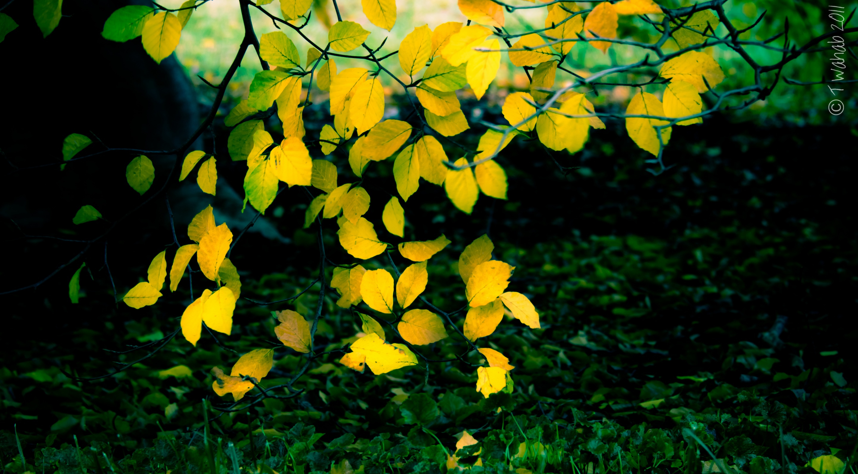 fall, earth, leaf, branch, oak, yellow Full HD