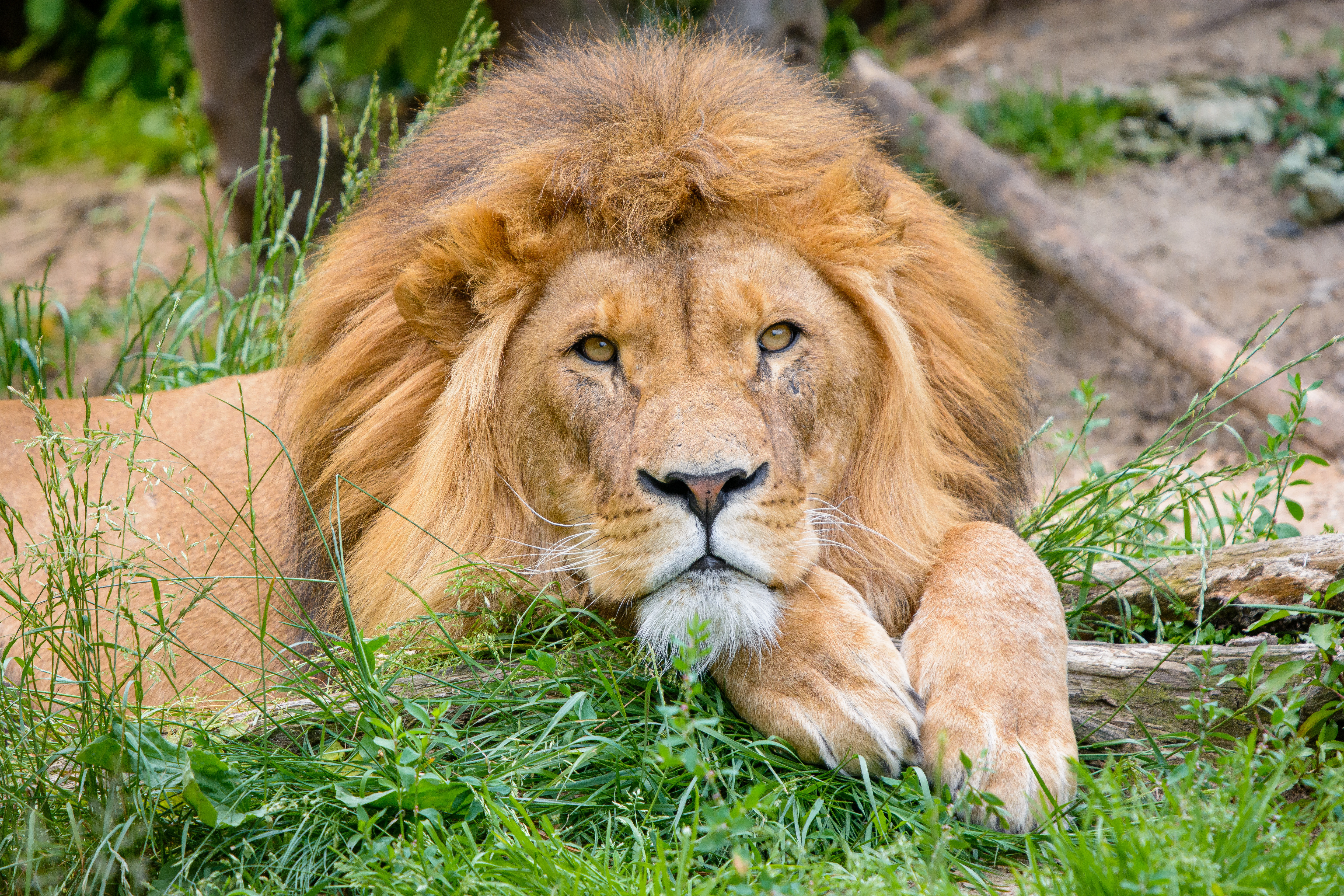 126720 descargar imagen animales, un leon, león, gato grande, lindo, querido, melena: fondos de pantalla y protectores de pantalla gratis