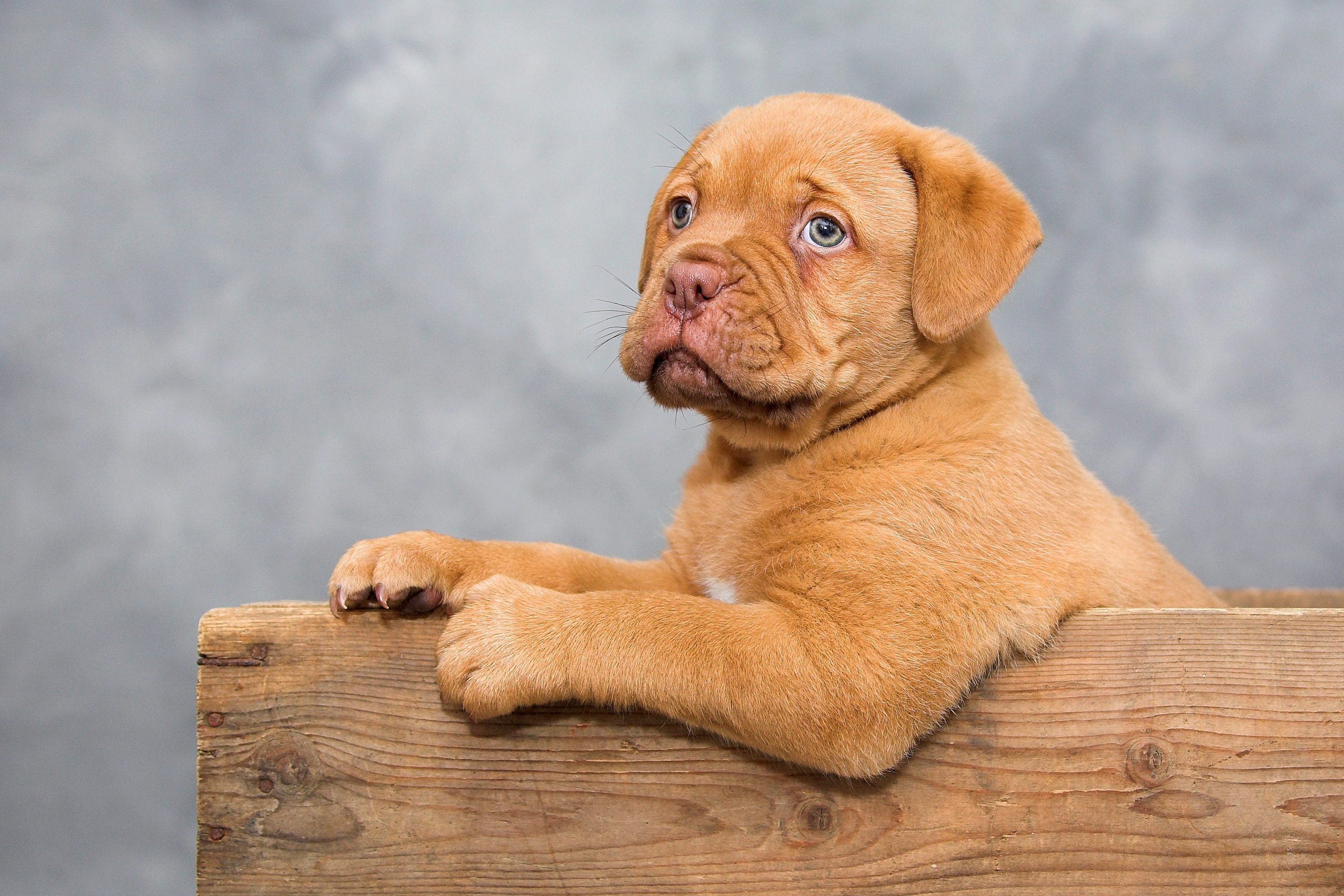 animal, dogue de bordeaux, baby animal, dog, mastiff, portrait, puppy, dogs for android