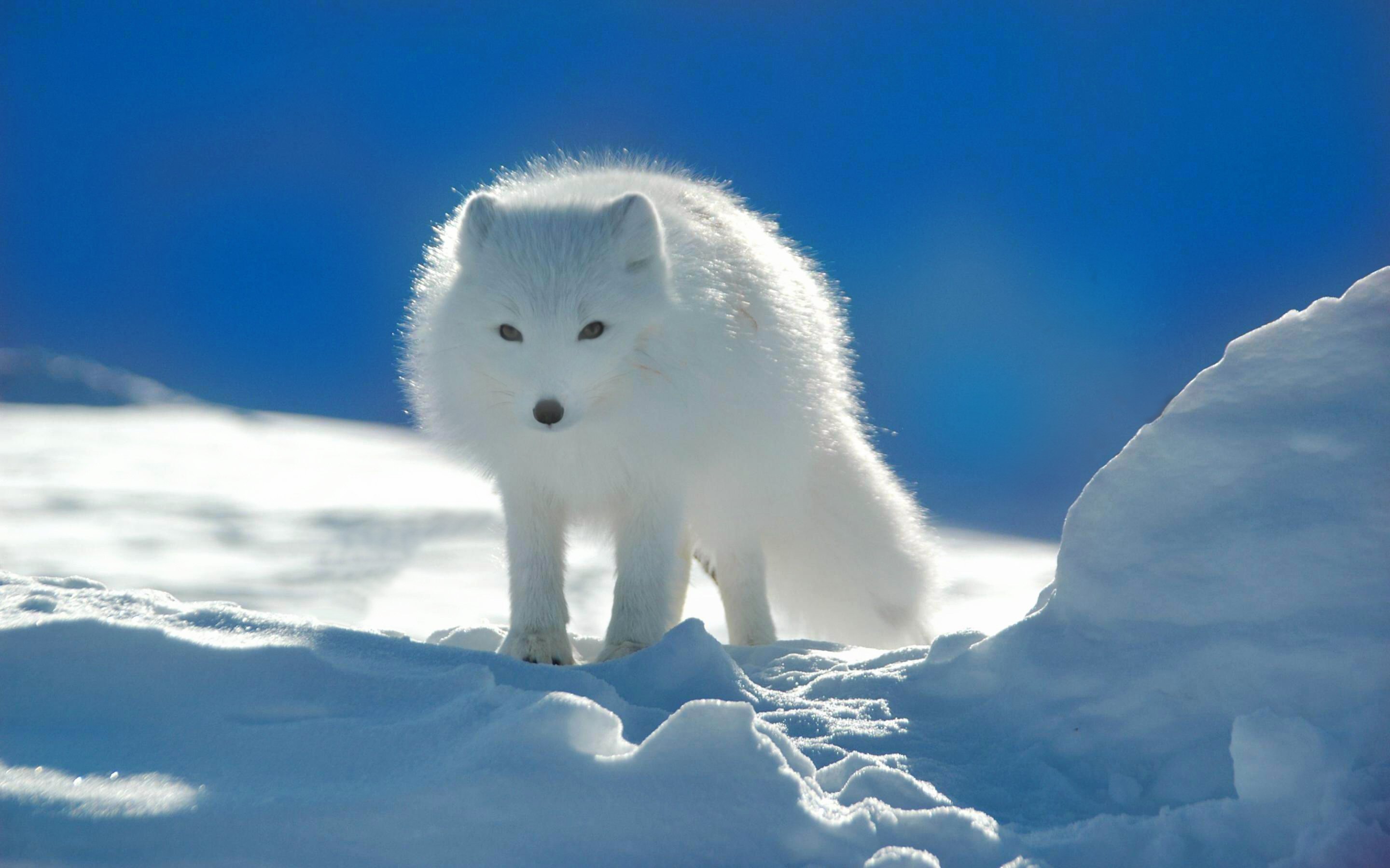 1468617 免費下載壁紙 动物, 北极狐, 雪, 冬天 屏保和圖片