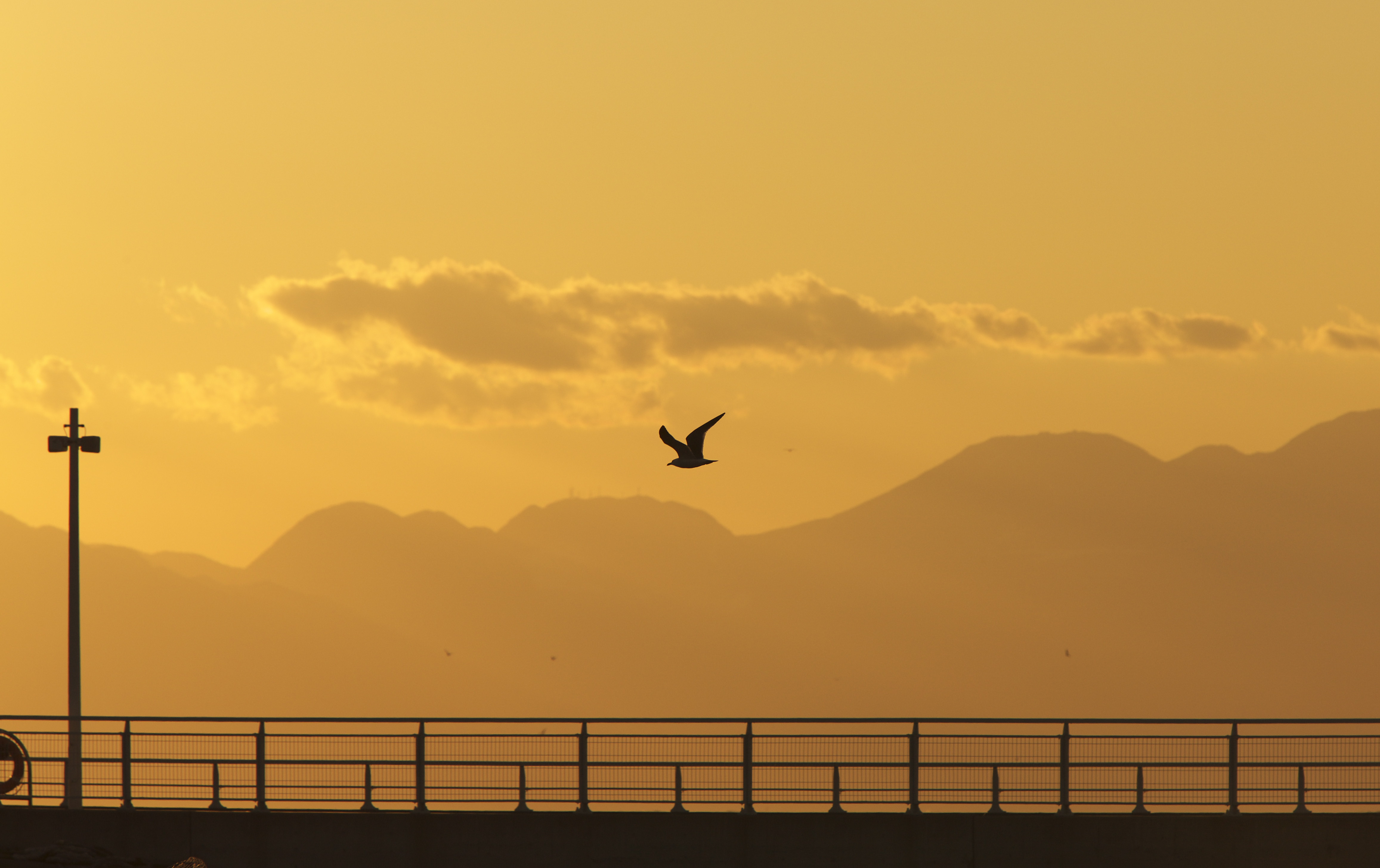 Download mobile wallpaper Gull, Seagull, Flight, Sunset, Silhouette, Bird, Nature for free.