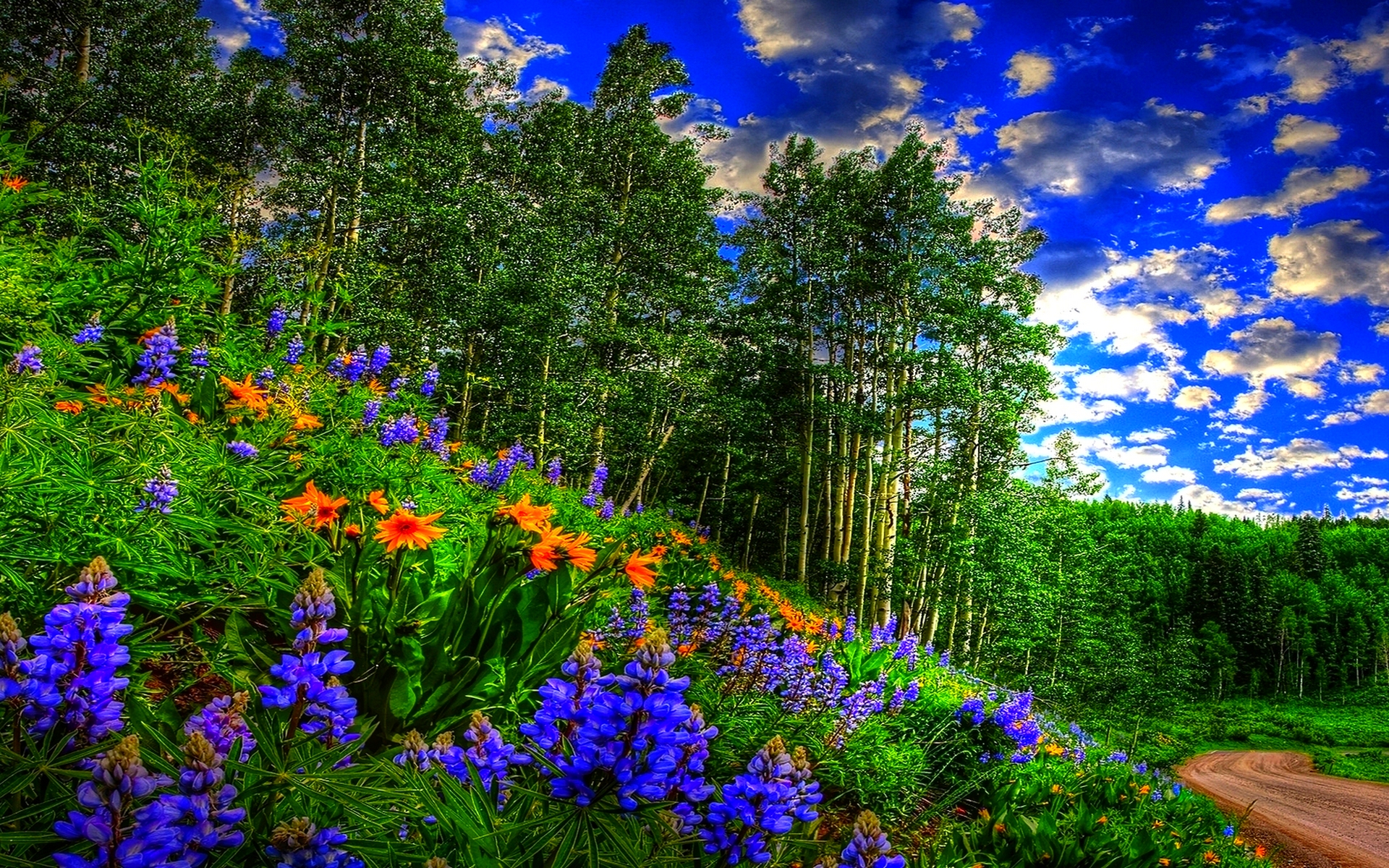 376173 télécharger le fond d'écran bouleau, terre/nature, fleur, route, ciel, printemps, arbre, fleurs - économiseurs d'écran et images gratuitement