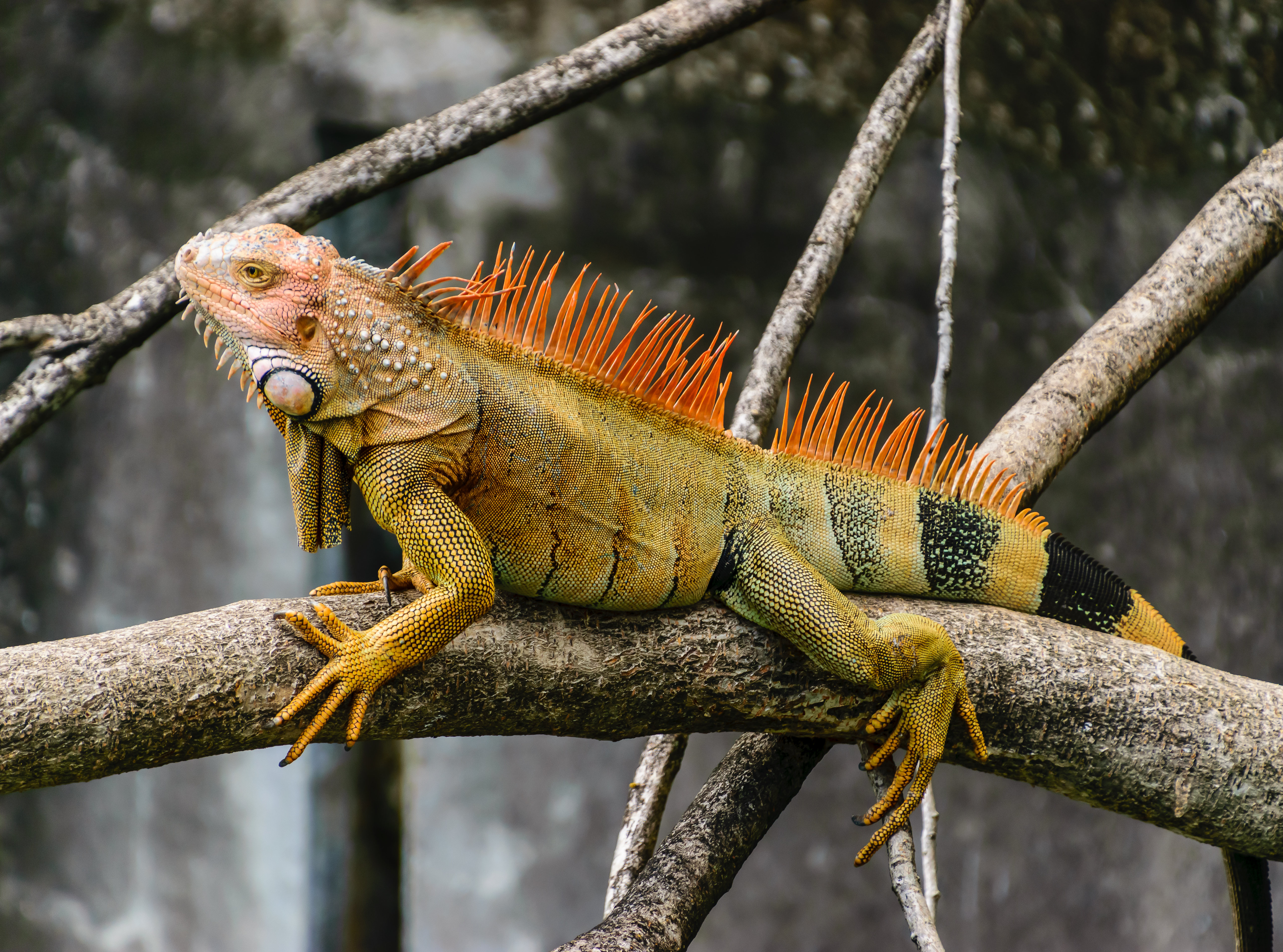 iguana, animals, branch, reptile, scales, scale