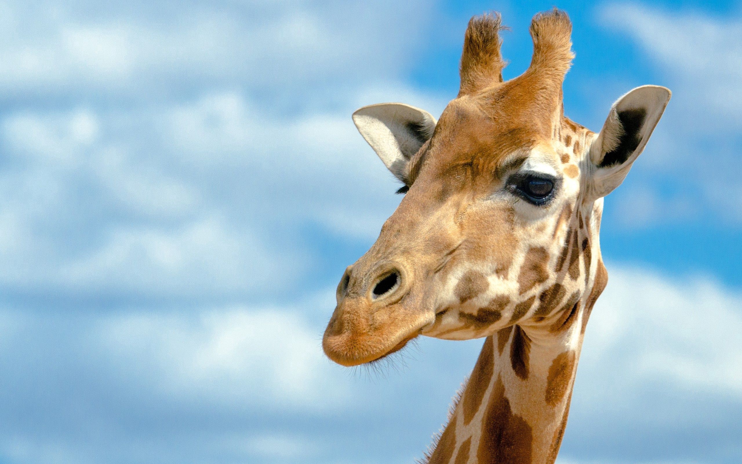 103187 descargar fondo de pantalla animales, fondo, cielo, cabeza, jirafa, grande: protectores de pantalla e imágenes gratis