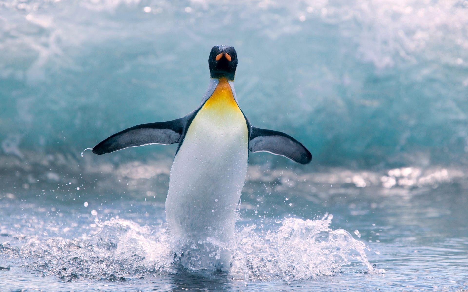 High Definition Penguin background