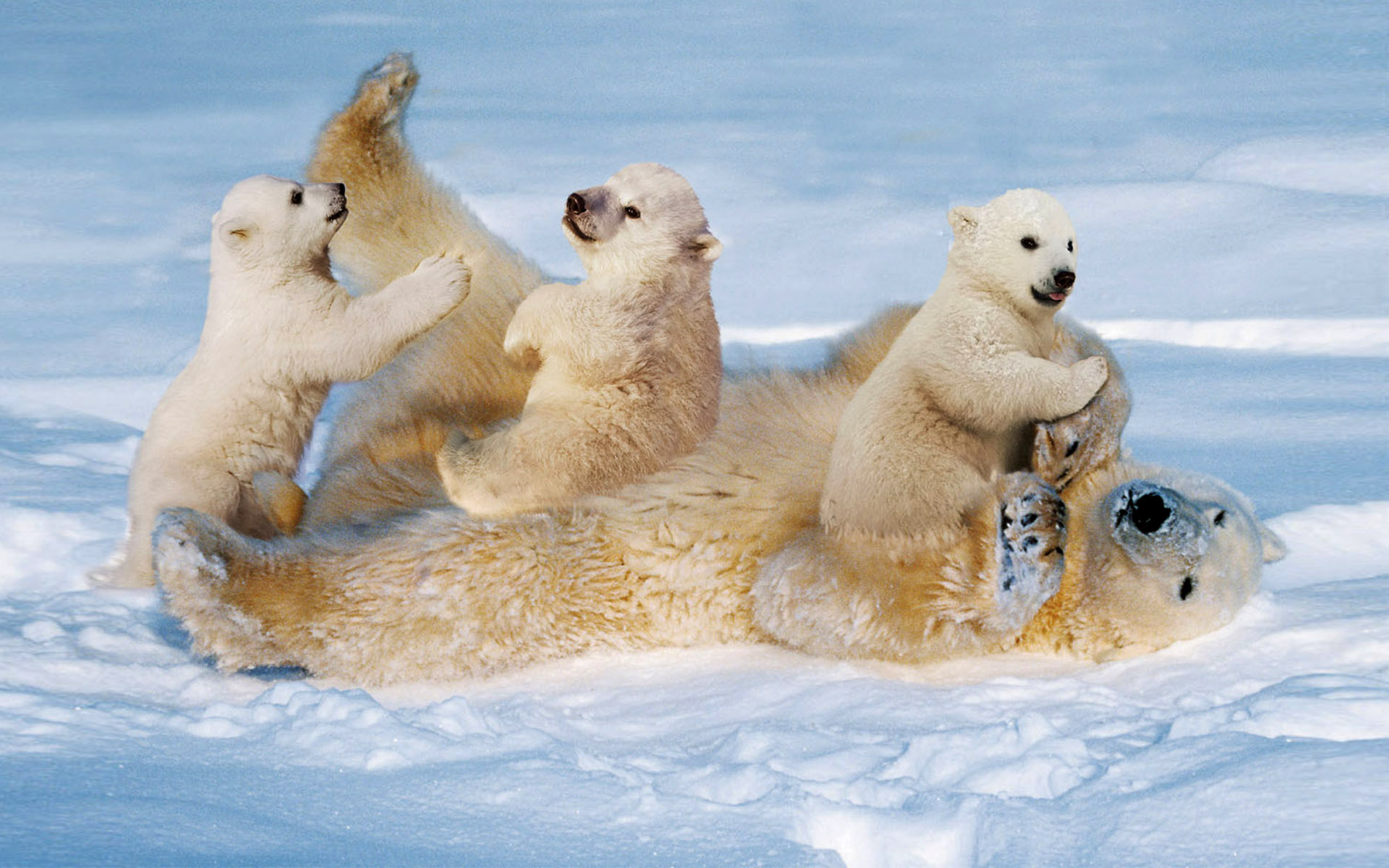 animal, polar bear, baby animal, cub, playing, snow, bears HD wallpaper