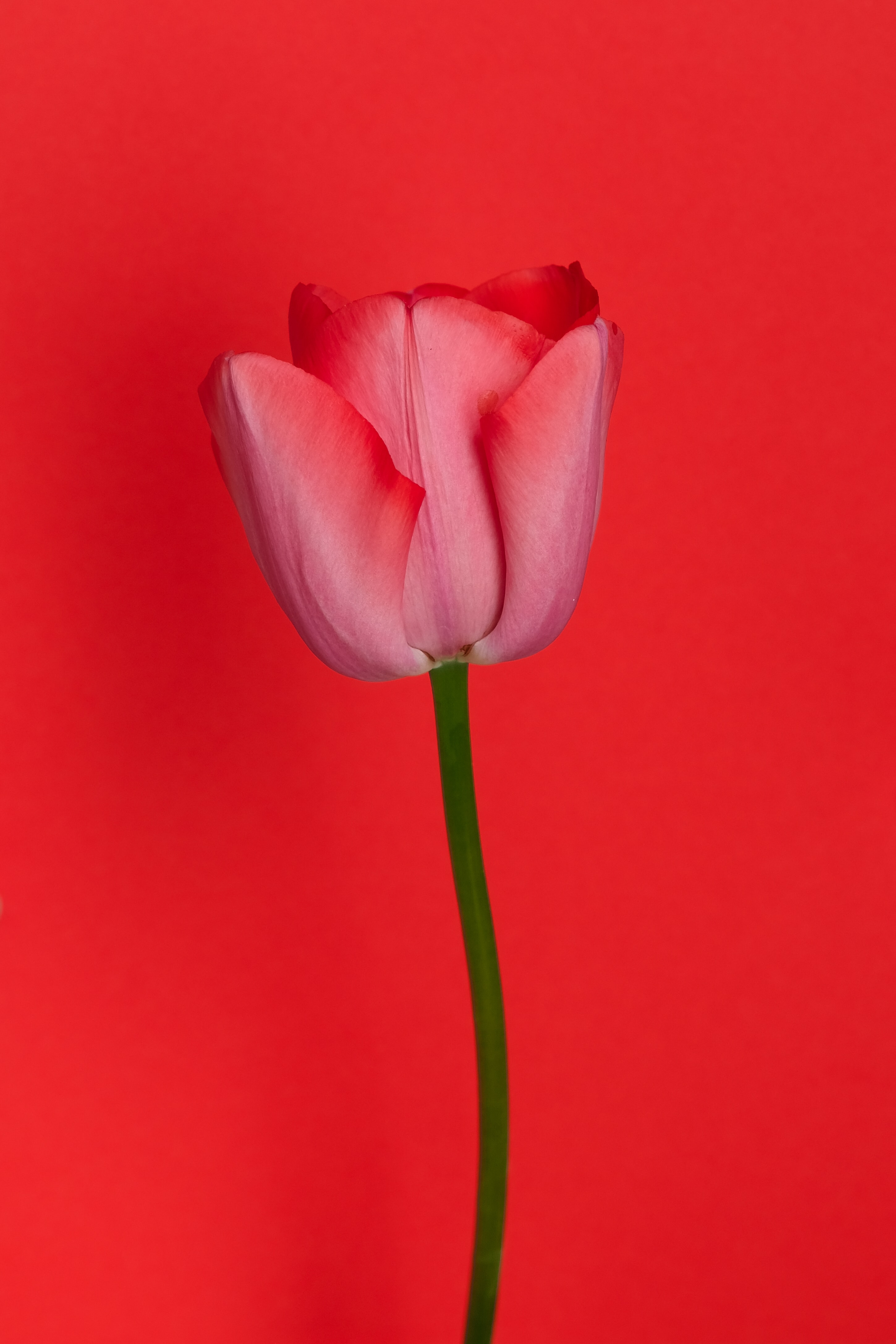 Laden Sie das Tulip, Blume, Tulpe, Fantasie-Bild kostenlos auf Ihren PC-Desktop herunter