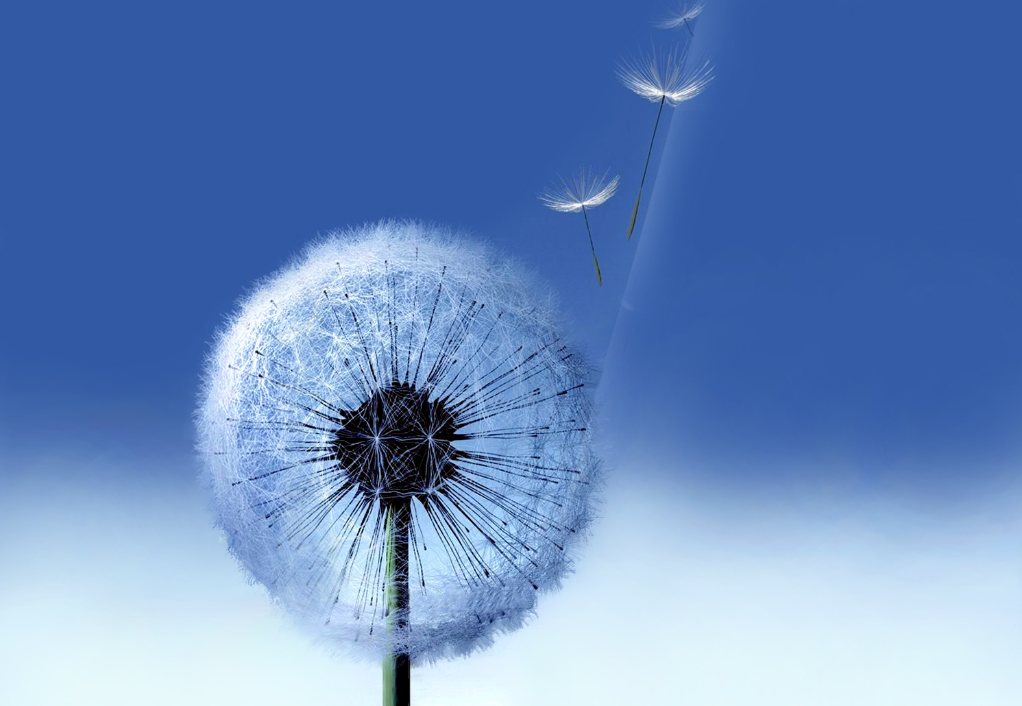 background, plants, blue, dandelions cell phone wallpapers