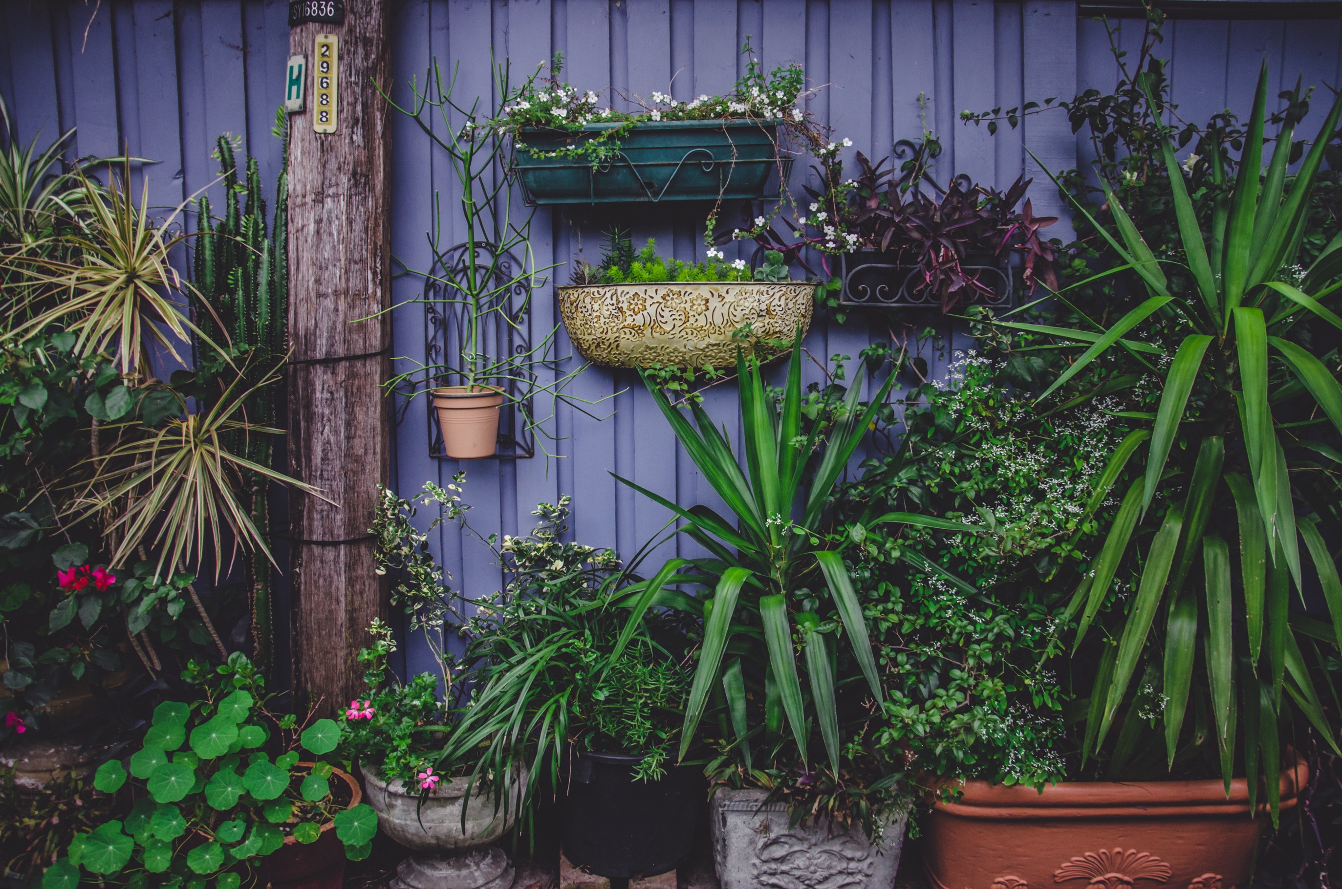 flowers, garden, pots, greenhouse