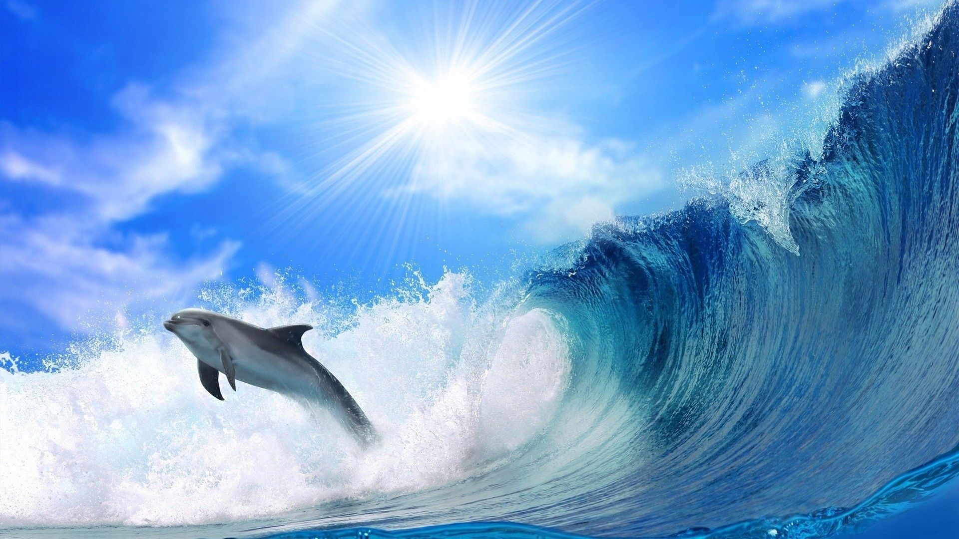 bounce, animals, sea, waves, shine, brilliance, jump, sunlight, dolphin