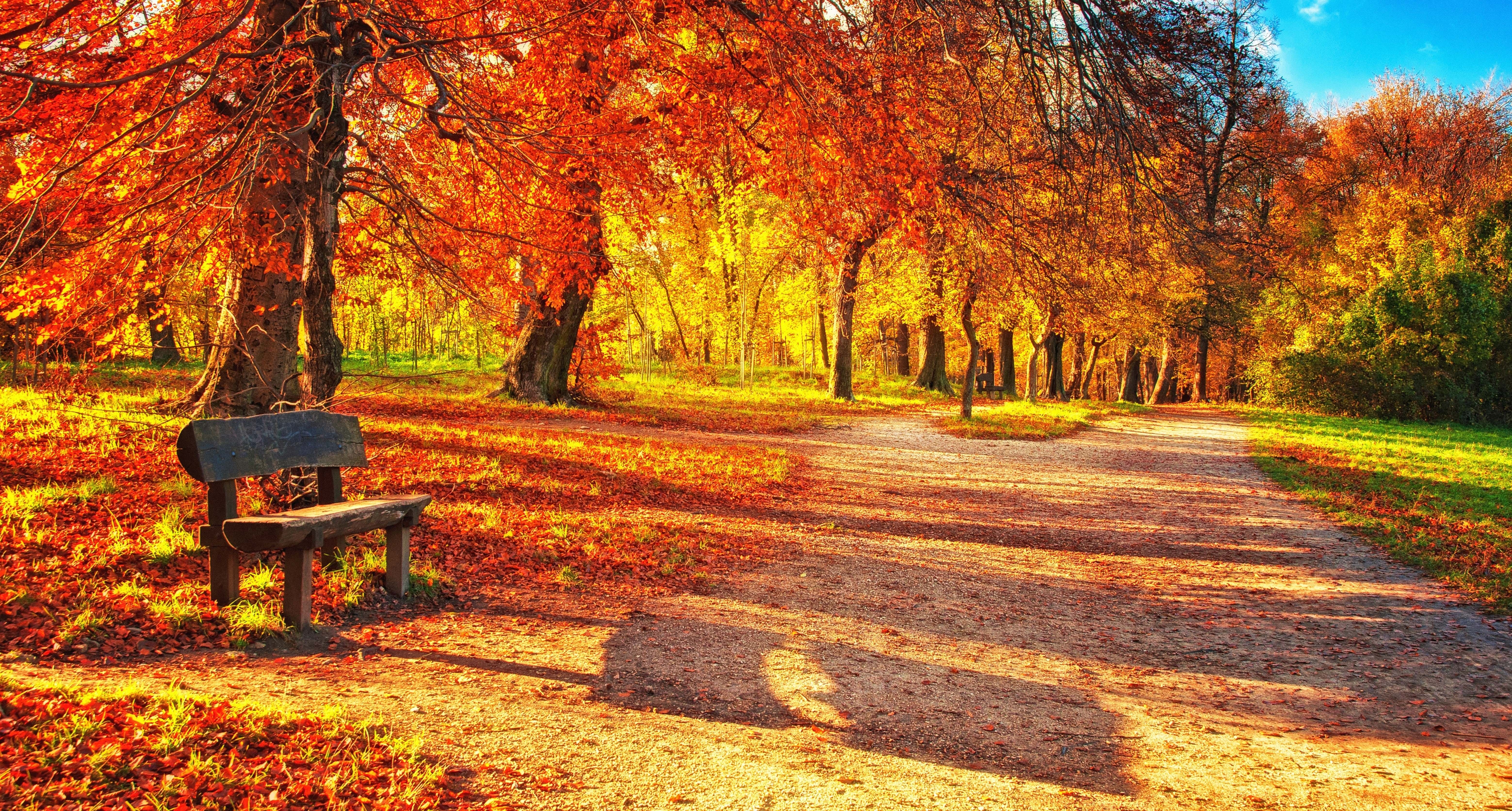 nature, bench, autumn, park, foliage HD wallpaper