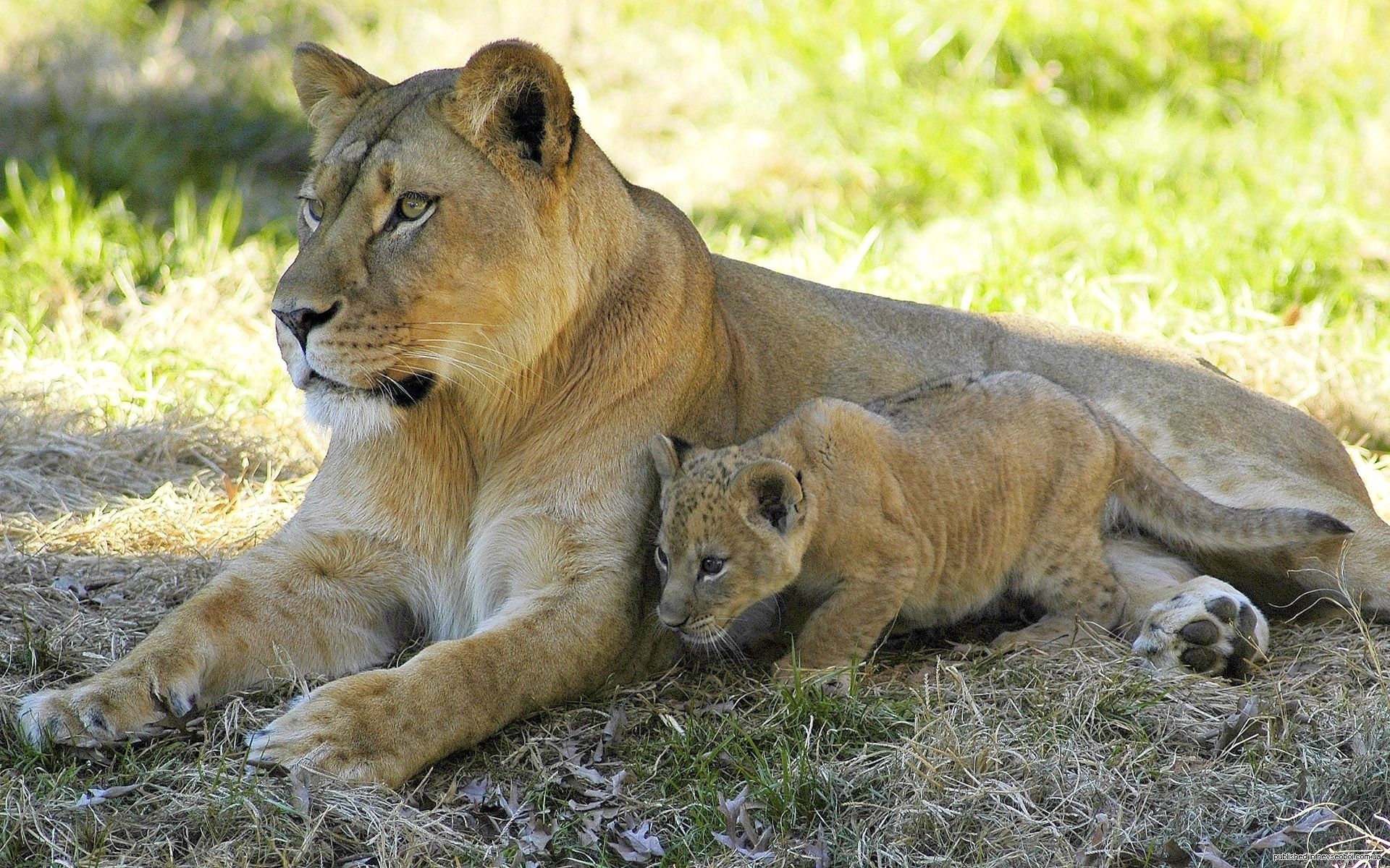 animals, grass, couple, pair, to lie down, lie, lioness Panoramic Wallpaper