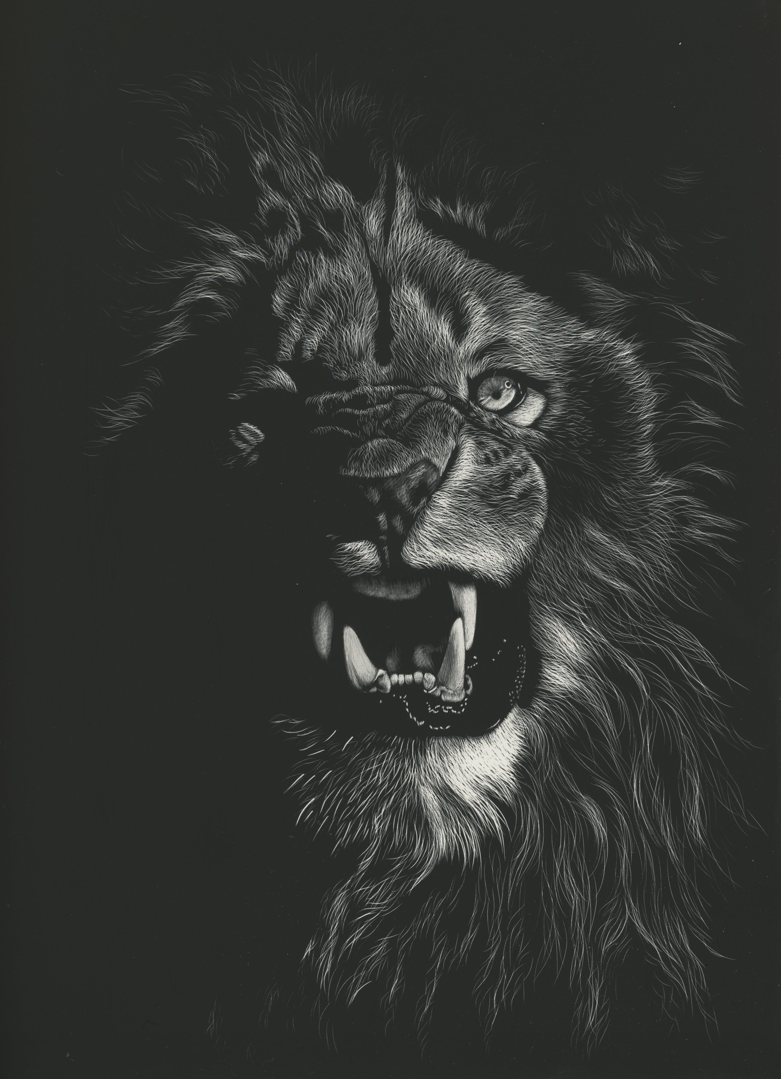 lion, drawing, bw, art, grin, picture, chb 8K