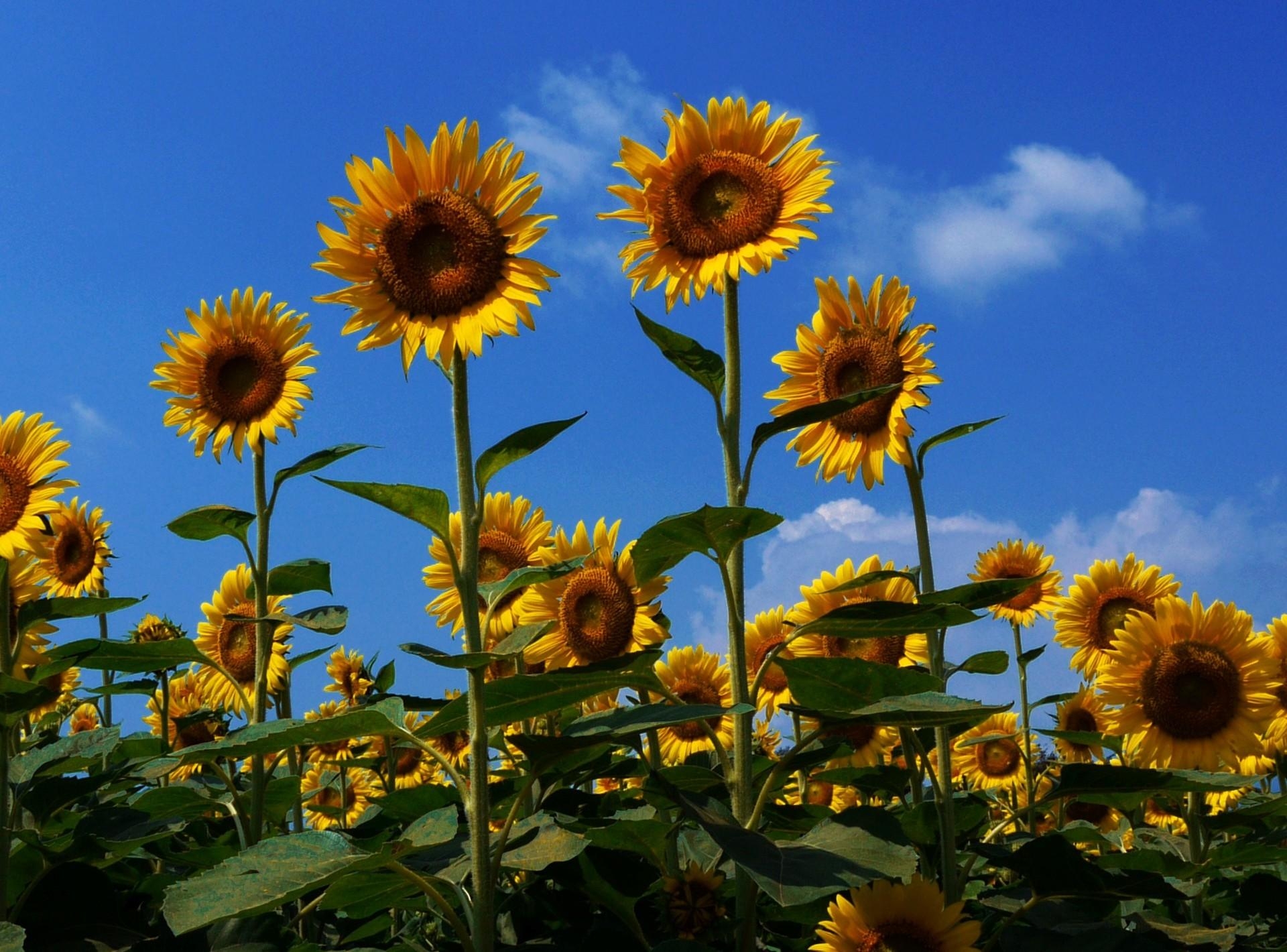 sunflowers, flowers, sky, summer, field, mood, sunny
